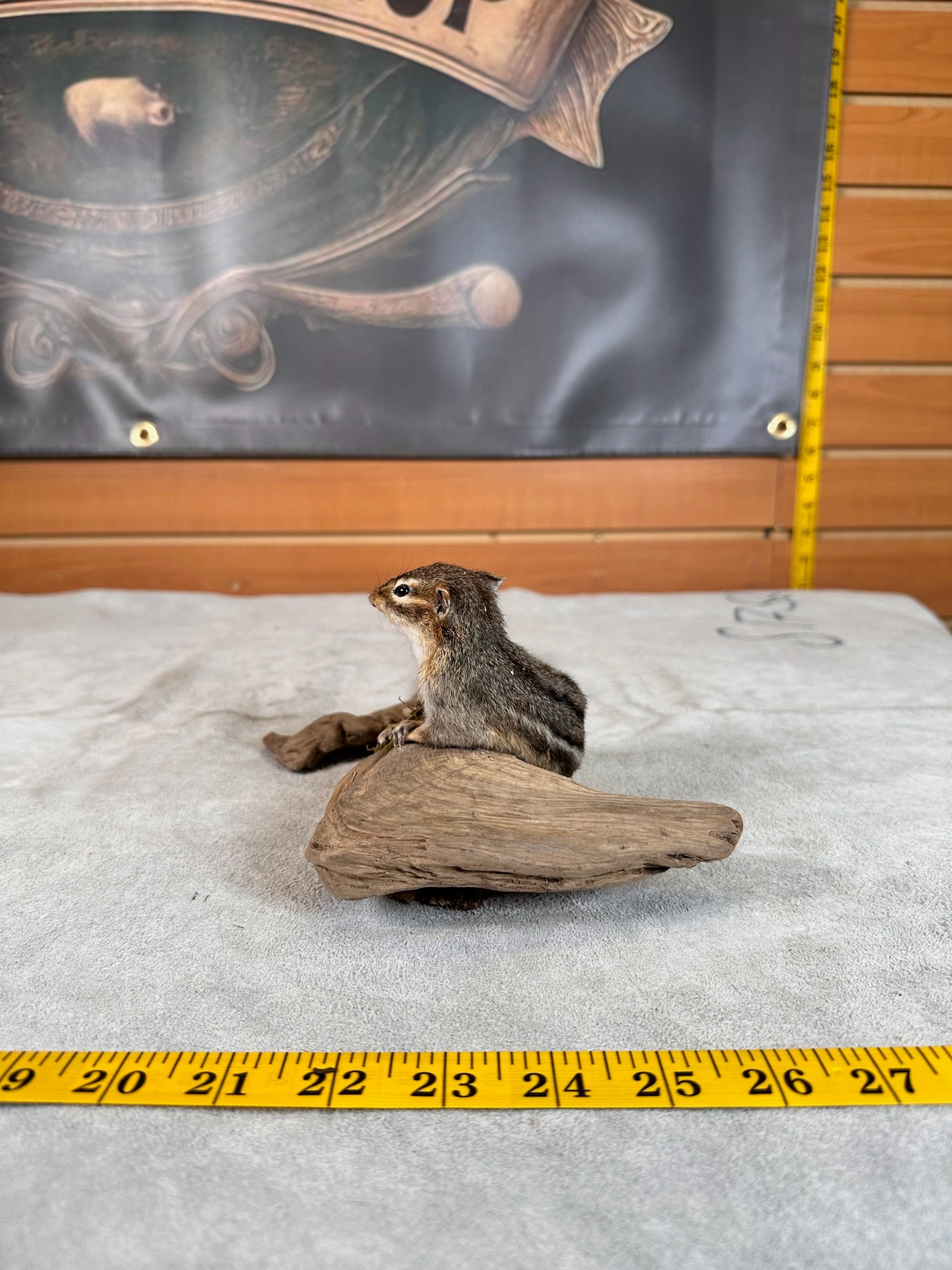 FHCHIP20- chipmunk taxidermy mount