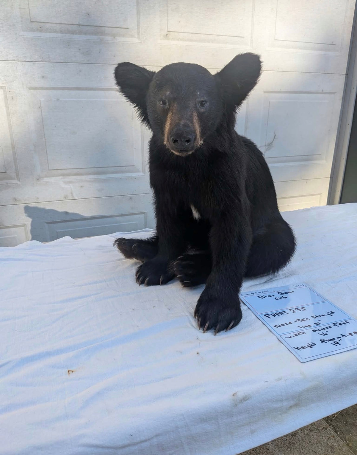FHPAT235M - Extremely cute baby bear taxidermy tiny imount