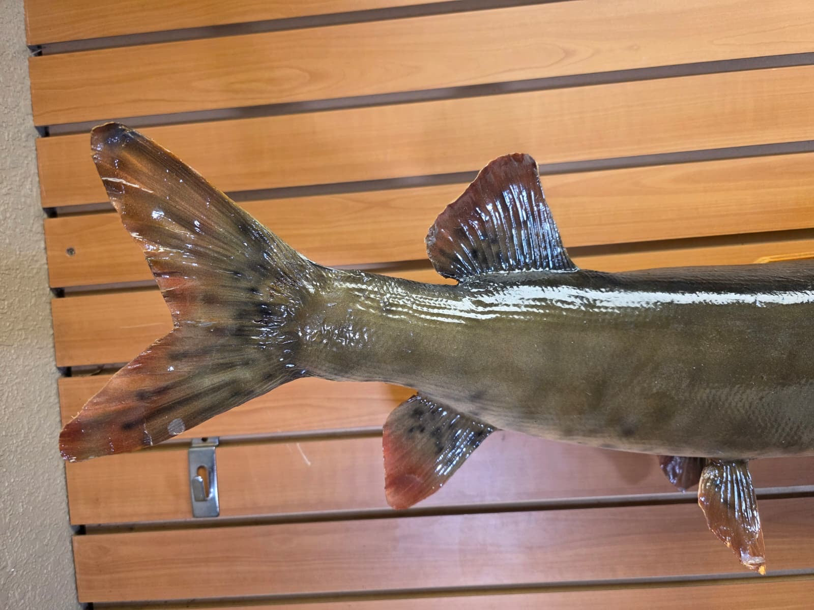 JF4 - 37" Northern real skin taxidermy fish