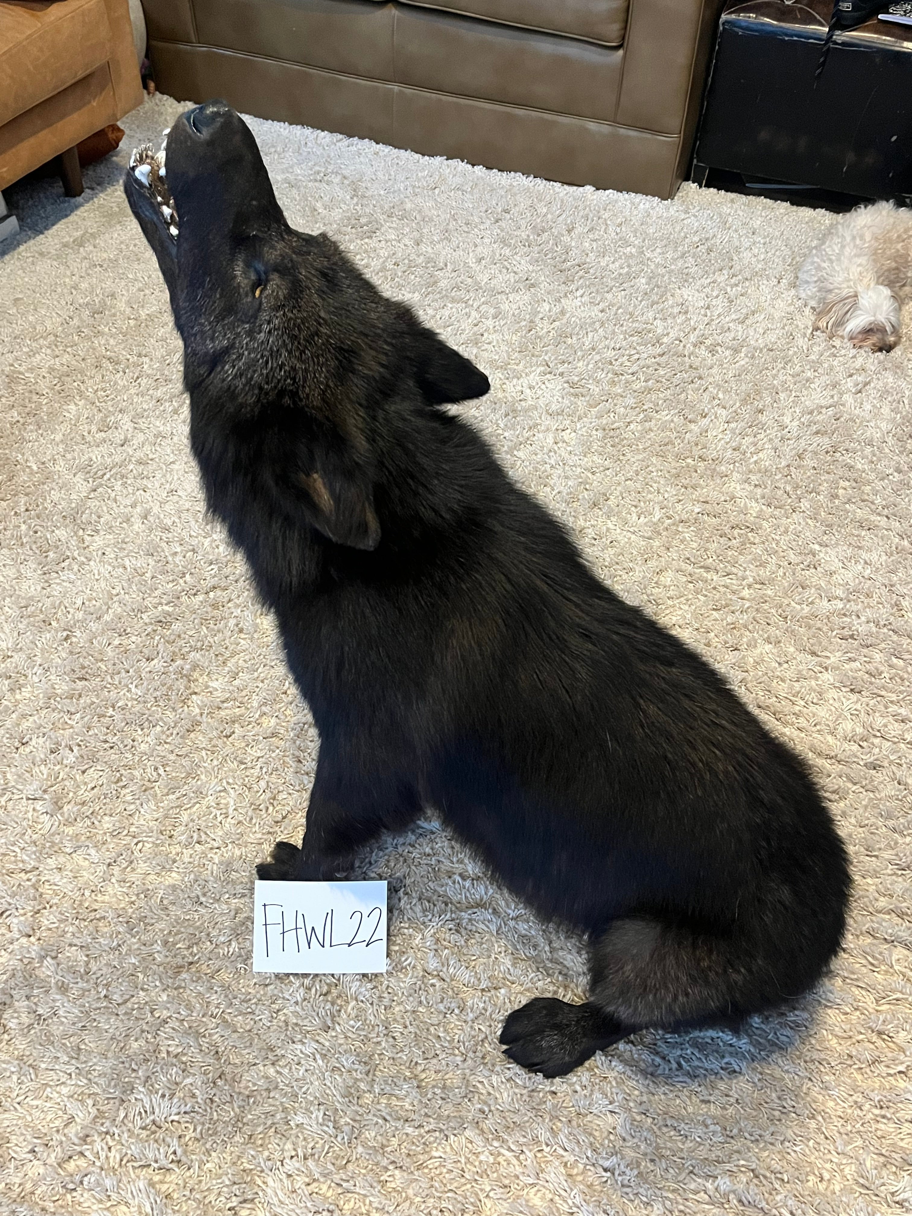 FHWL22- Rare Black Wolf Lifesize Taxidermy Mount