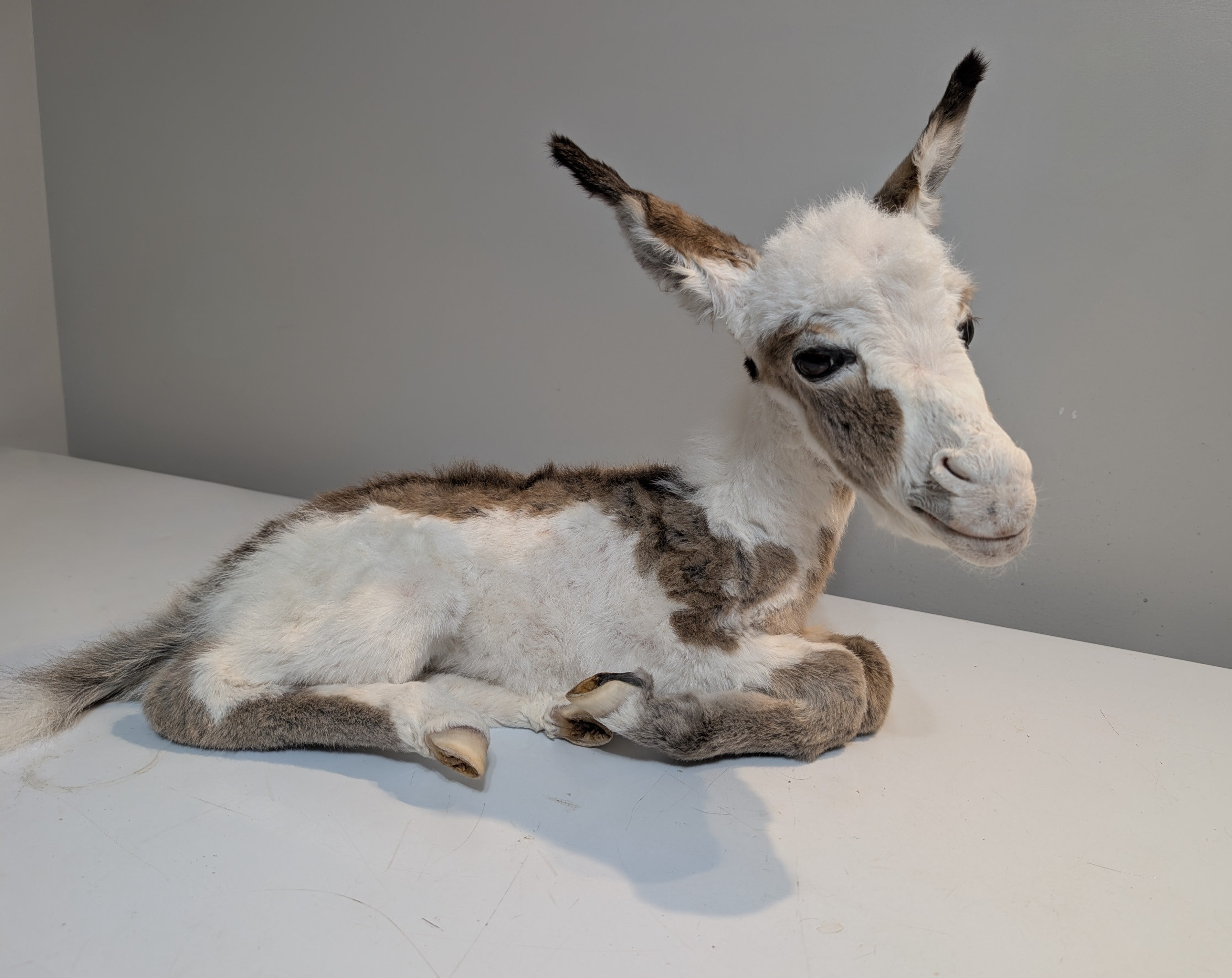 FHDM1 - Rare Real Baby Donkey Taxidermy