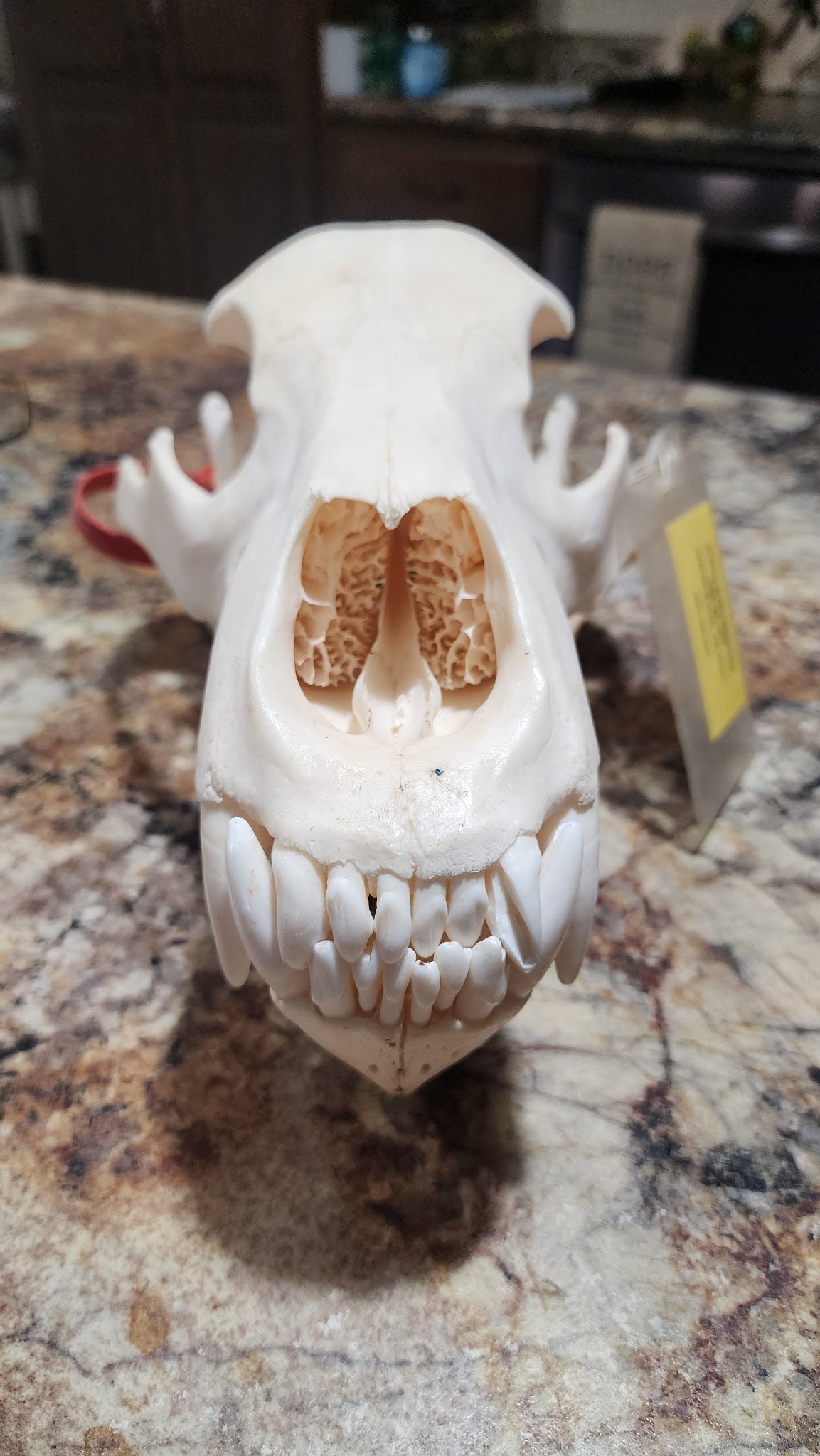 FHBRAD93 - real Grizzly bear skull