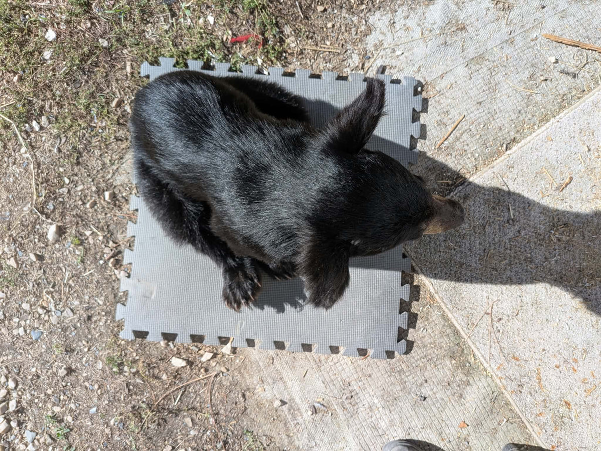 FHPAT235 -Baby Black Bear Cub Full Body taxidermy mount