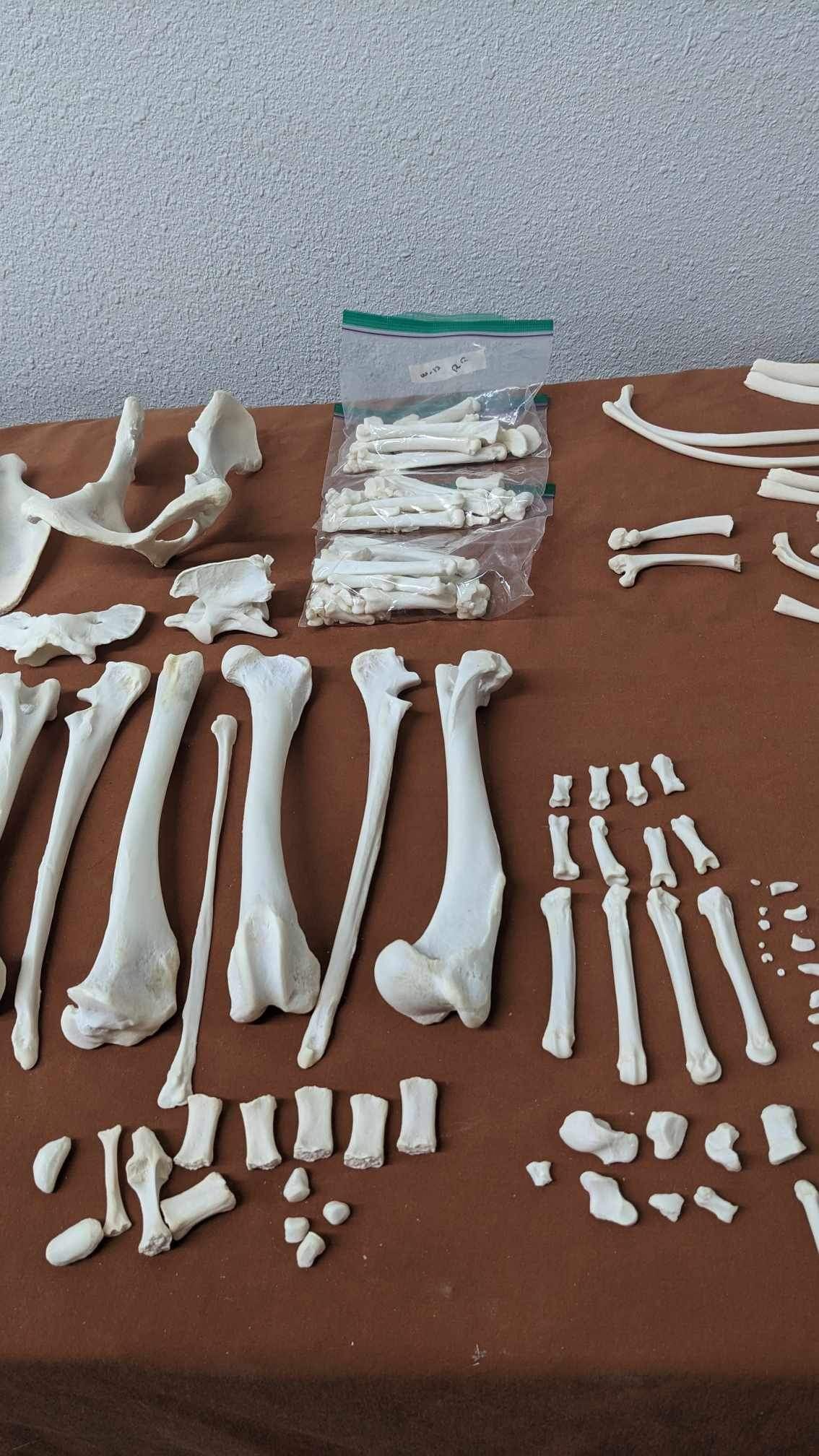Alaskan Wolf full skeleton for articulating (professionally cleaned)