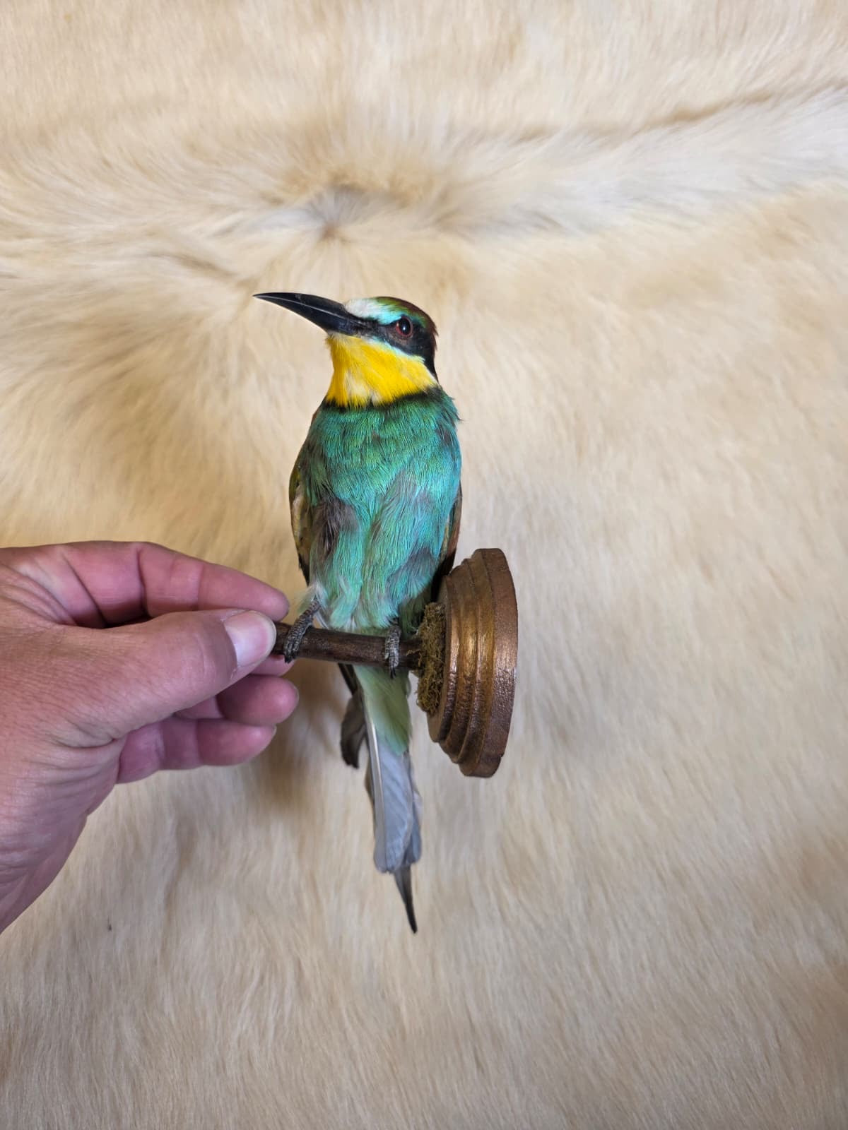 JF7 - European Bee Eater taxidermy bird mount