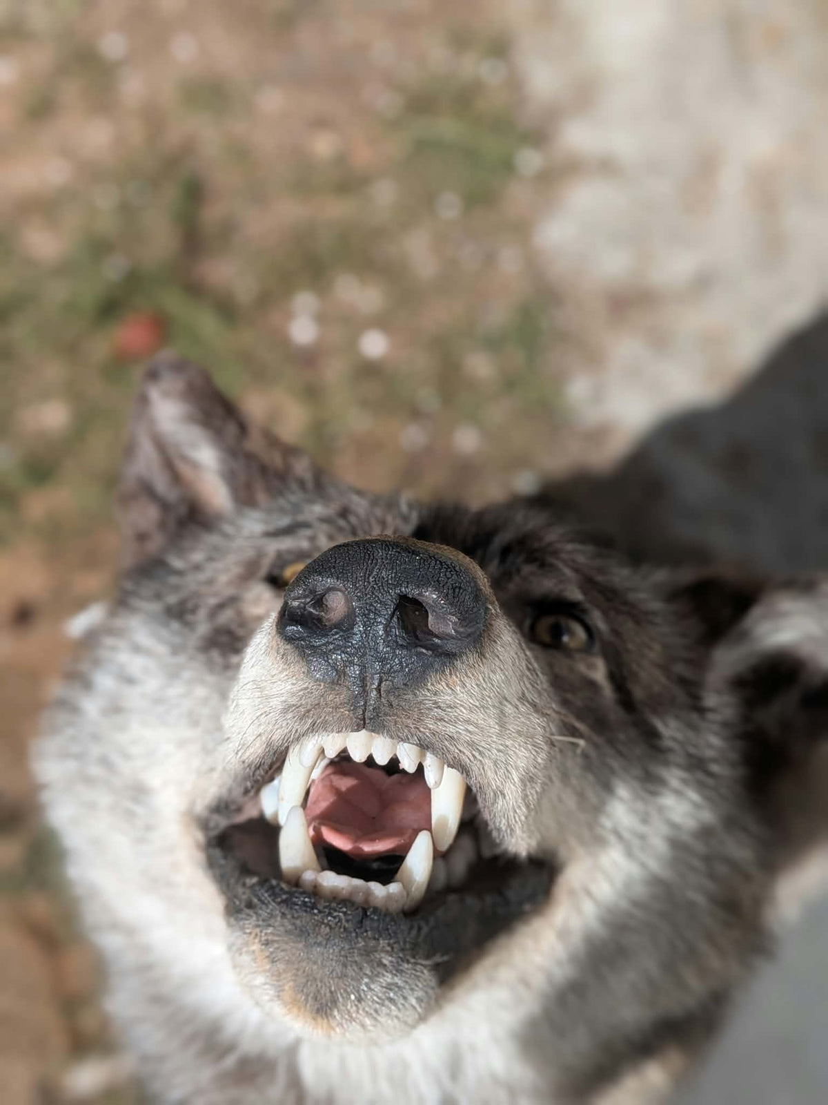 FHPAT247- Beautiful Alaskan Wolf Lifesize Taxidermy Mount