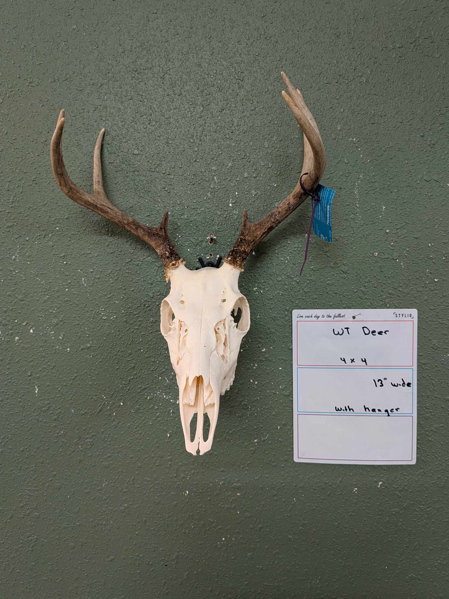 FHPATWT728- 4x4 whitetail deer skull mount 13” spread