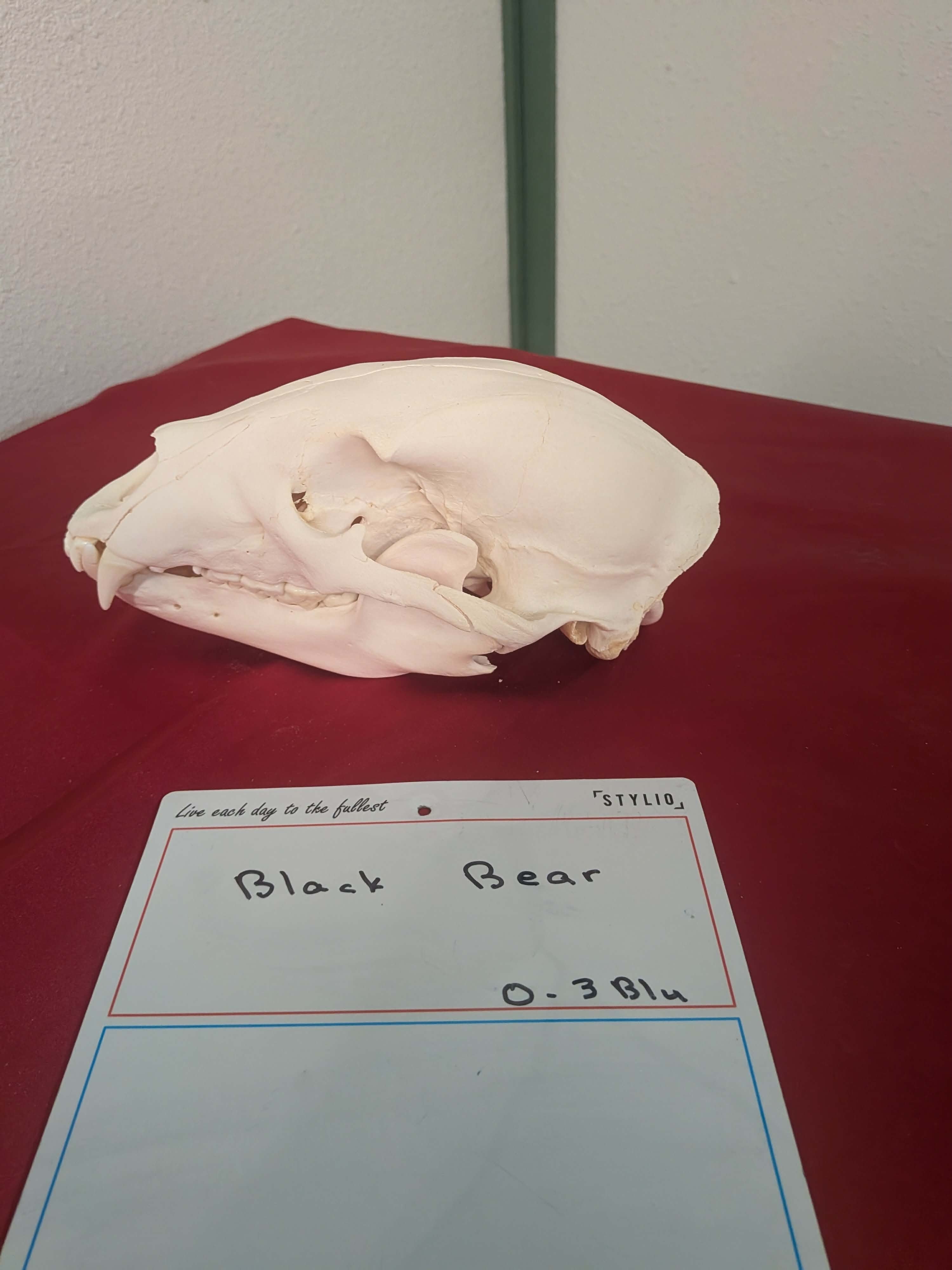 FHPAT266 -professionally cleaned black bear skull