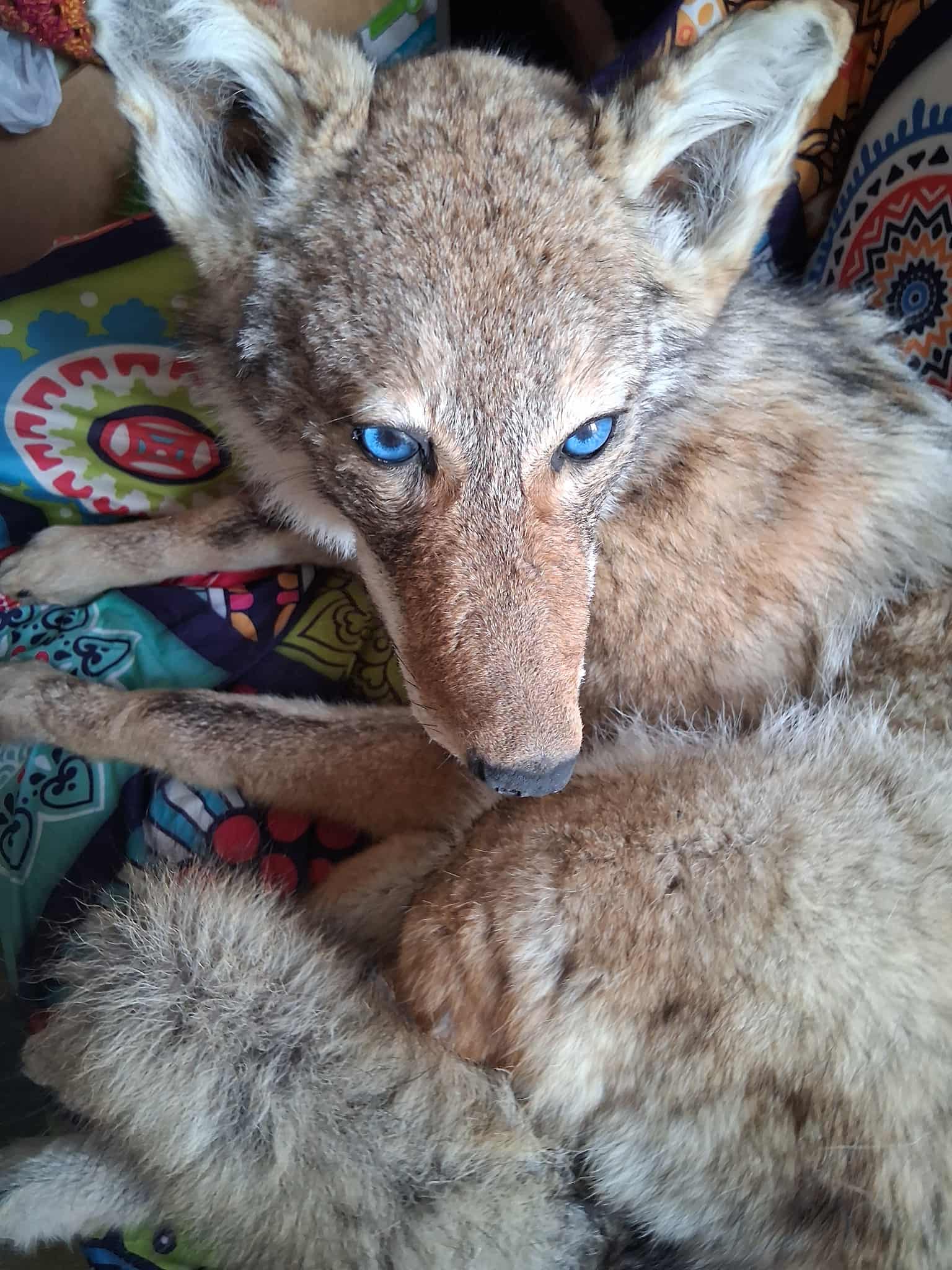 FHCOY205- Coyote Taxidermy Mount