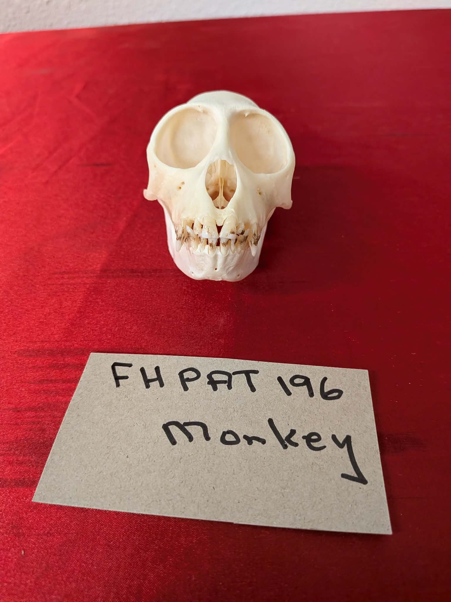 FHPAT196 - mustached real monkey skull