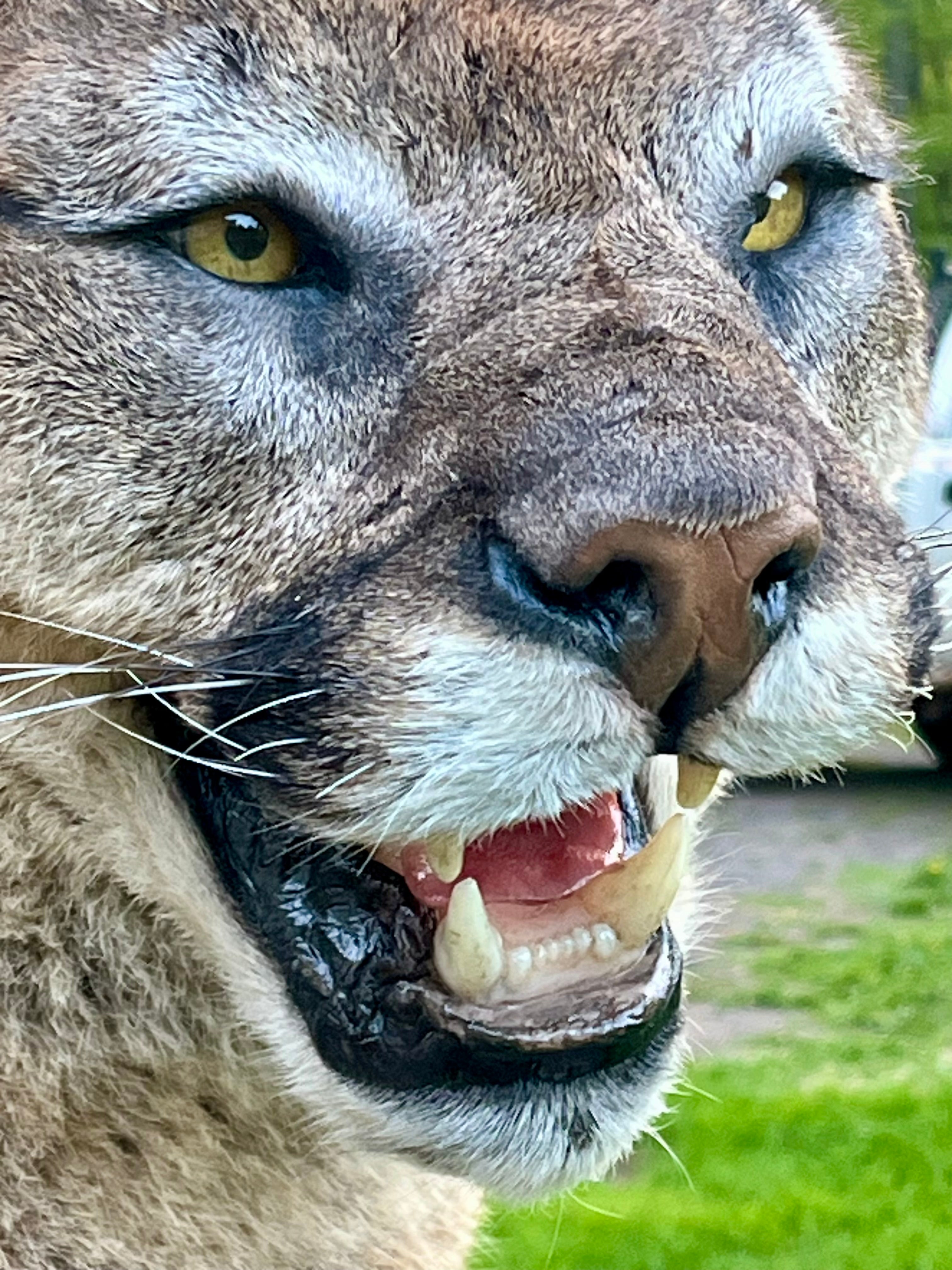 FHWL133 - massive Cougar aggressive Lifesize Taxidermy Mount