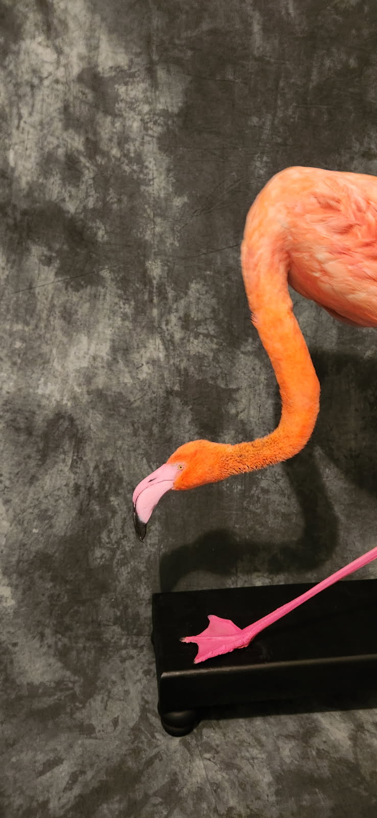 FHFLAM1 - Chilean Flamingo Museum quality Taxidermy mount bird