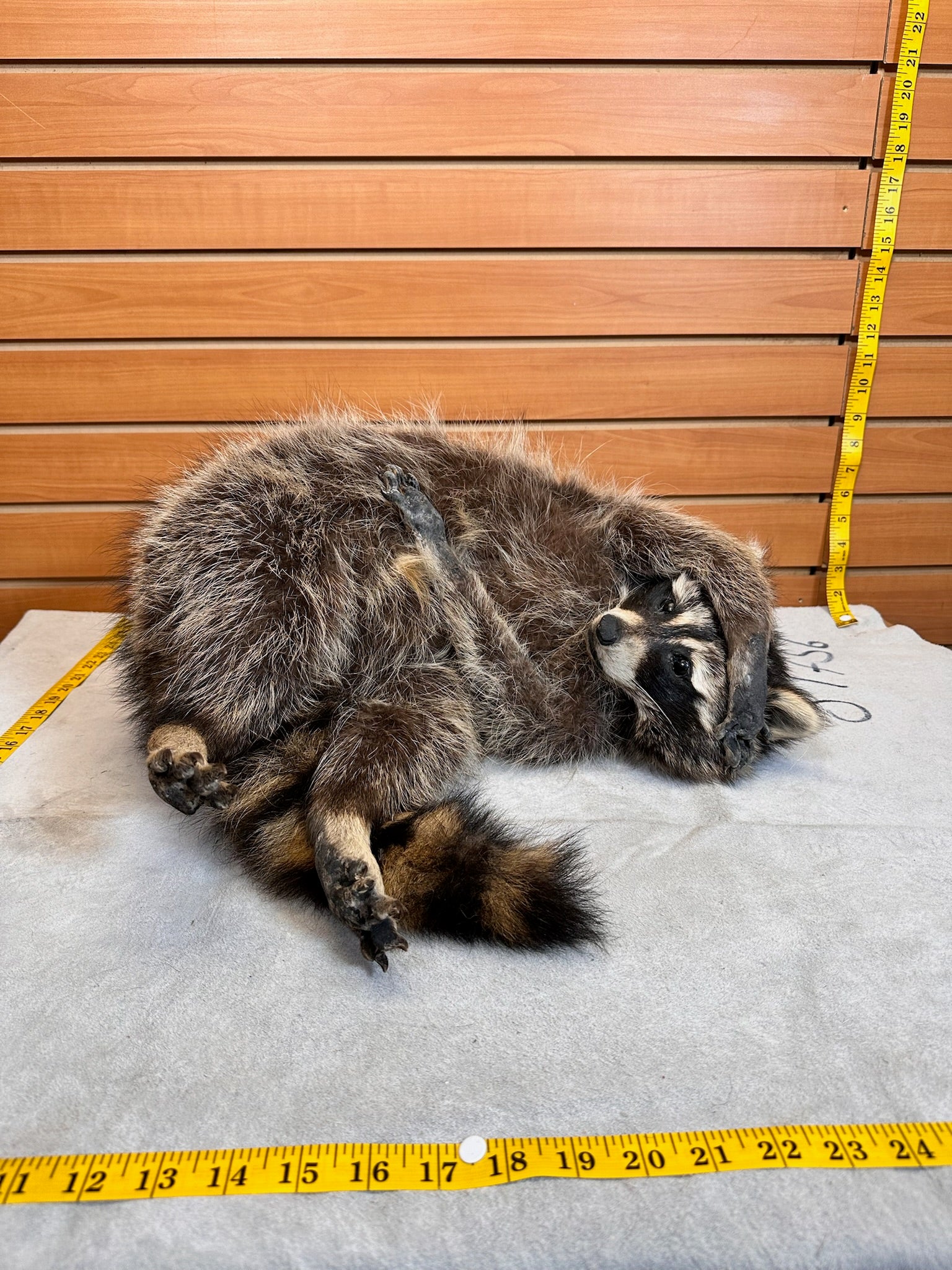 FHCOON3- raccoon taxidermy mount