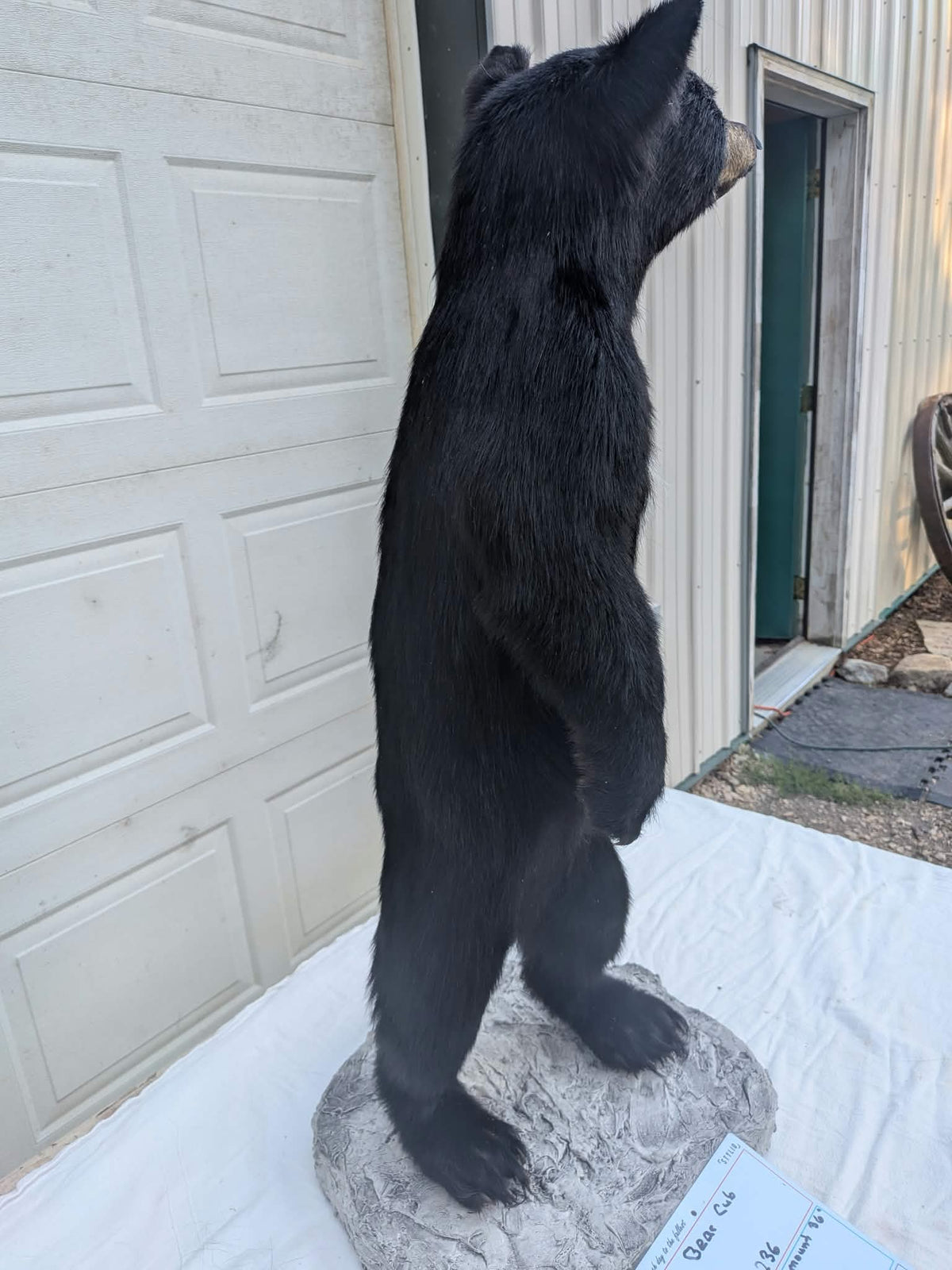 FHPAT236 - Extremely cute baby bear taxidermy tiny imount (Copy)