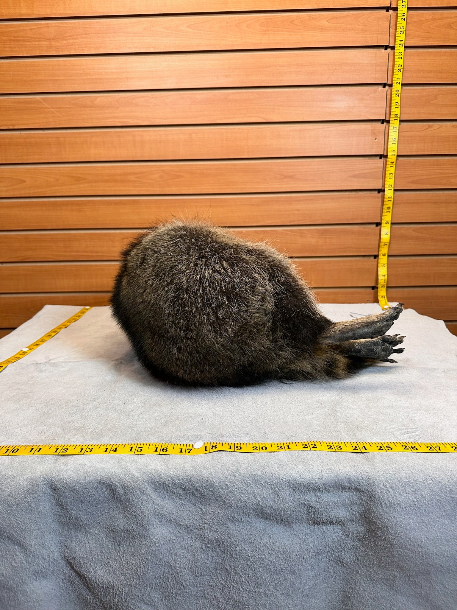 FHCOON3- raccoon taxidermy mount