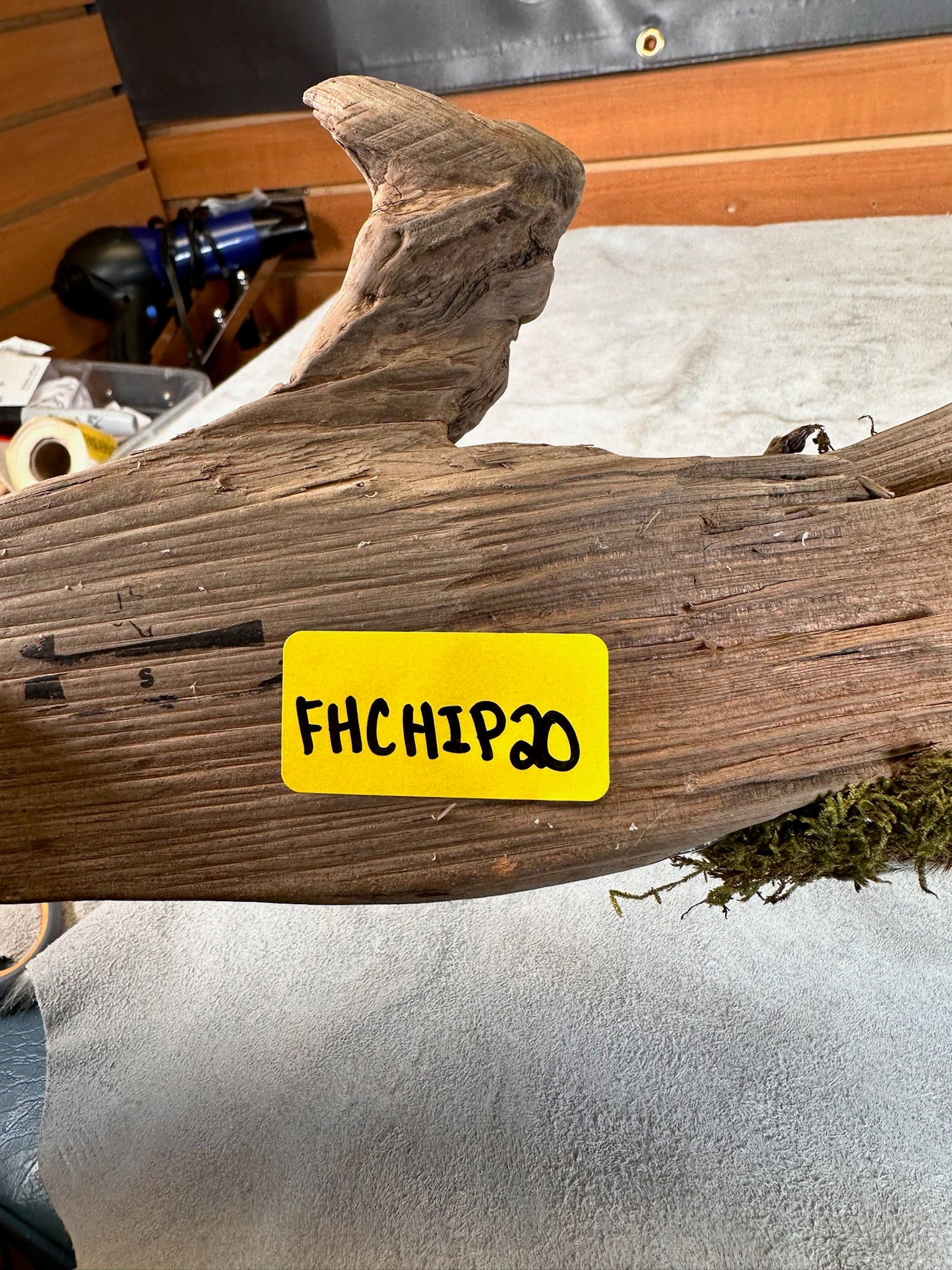 FHCHIP20- chipmunk taxidermy mount