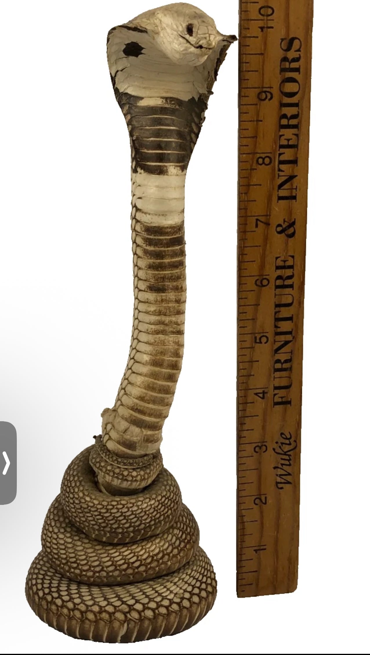 FHEB0814 - Cobra Snake Taxedermy  10.25" Tall Monocled