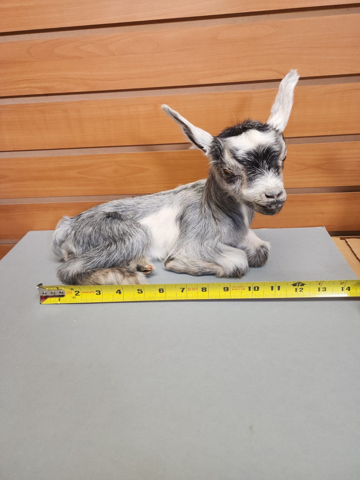 FHGOAT16- Baby goat tiny taxidermy mount free standing