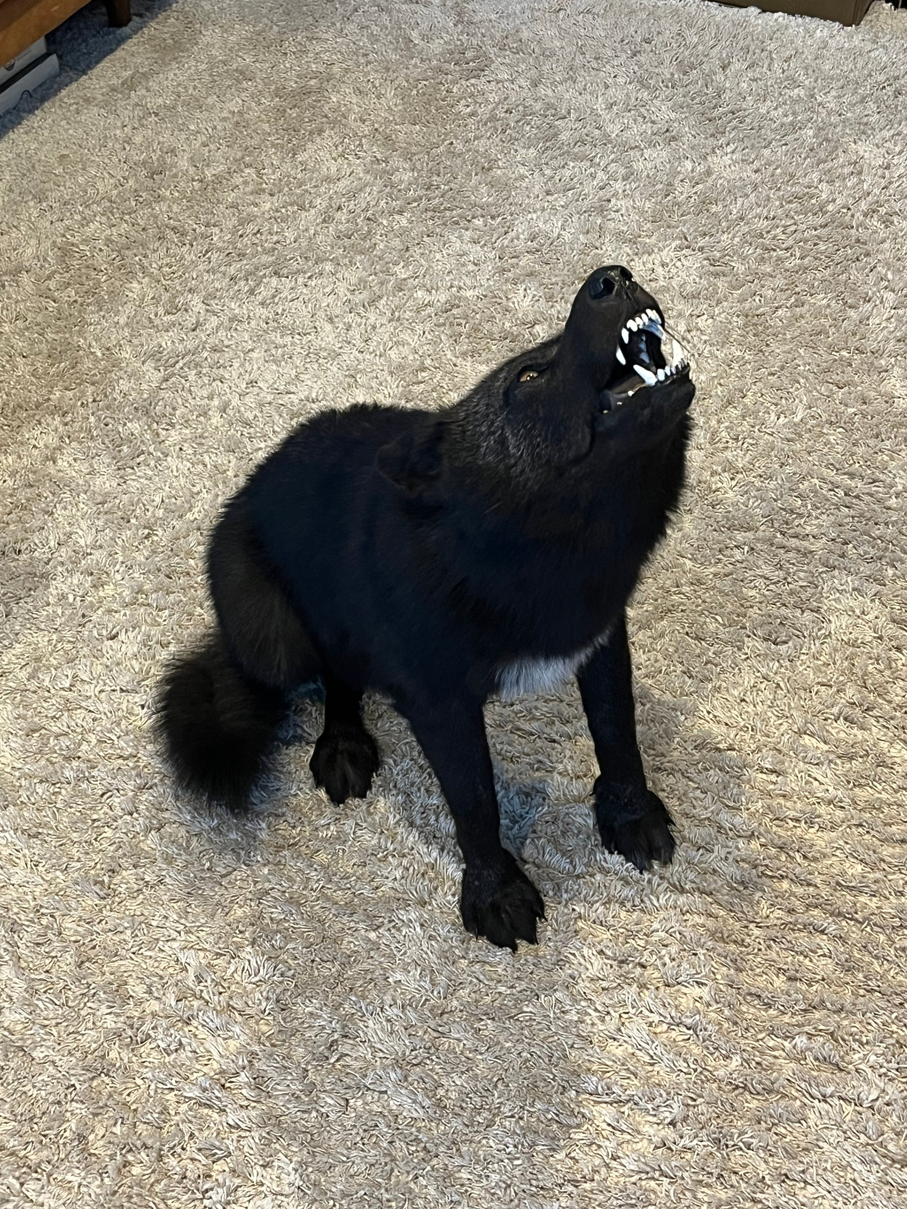 FHWL22- Rare Black Wolf Lifesize Taxidermy Mount