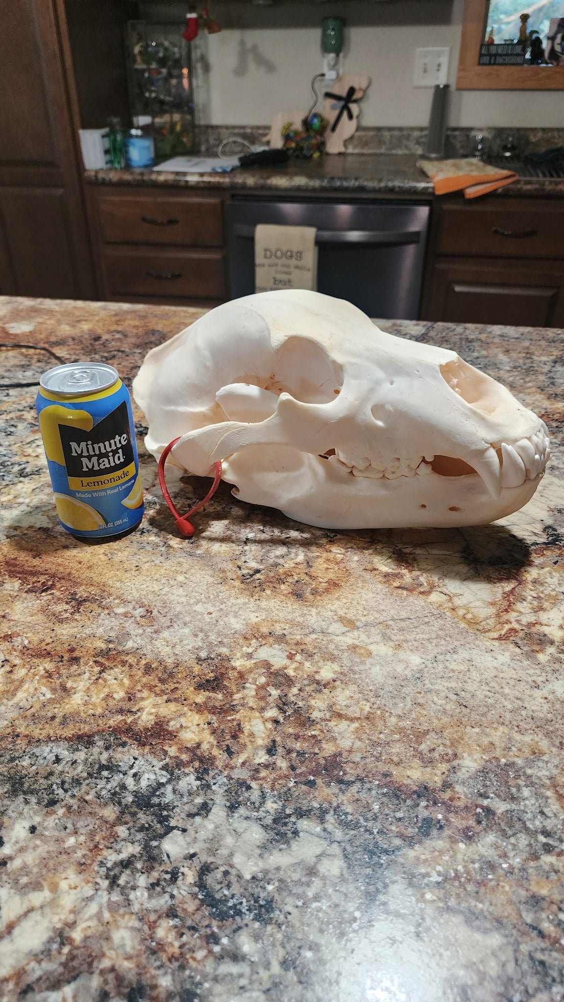 FHBRAD93 - real Grizzly bear skull