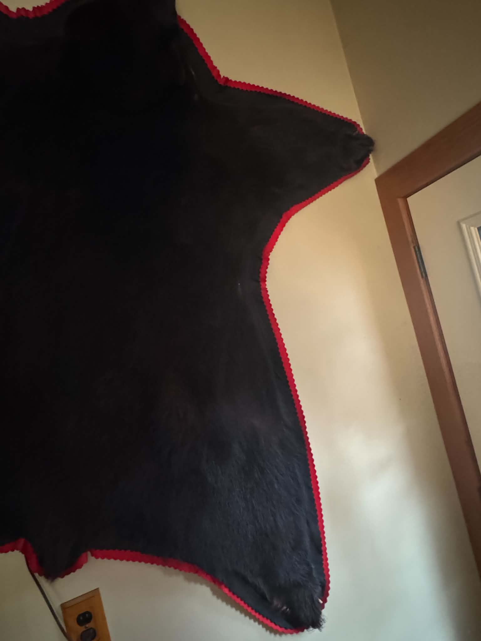 FHELLIOT1 - beautiful Black Bear Rug Taxidermy – 70”
