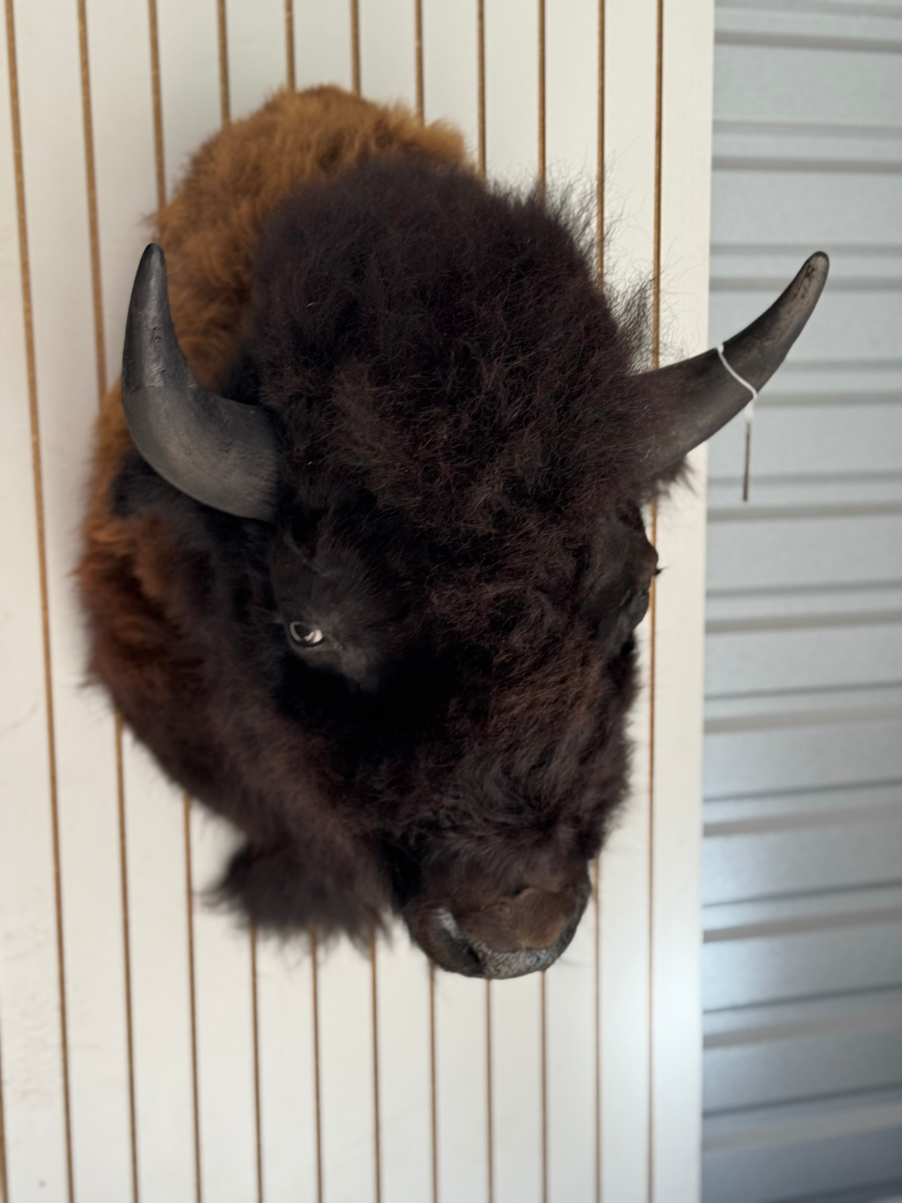 FHDAR355-XL Buffalo Taxidermy Shoulder mount Bull
