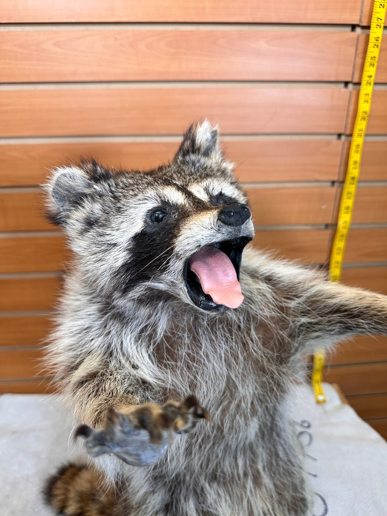 FHCOON9- raccoon taxidermy mount
