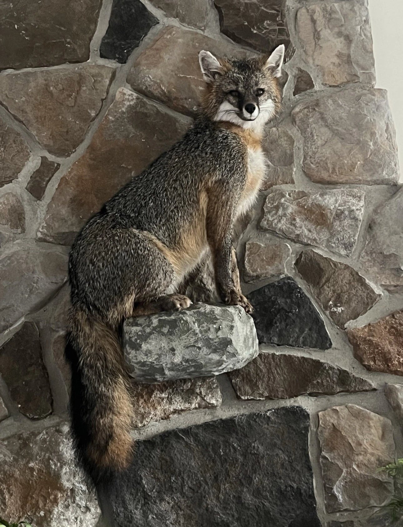 FHWA0901-Grey Fox Taxidermy Full Body Mount Cabin Camp Man Cave