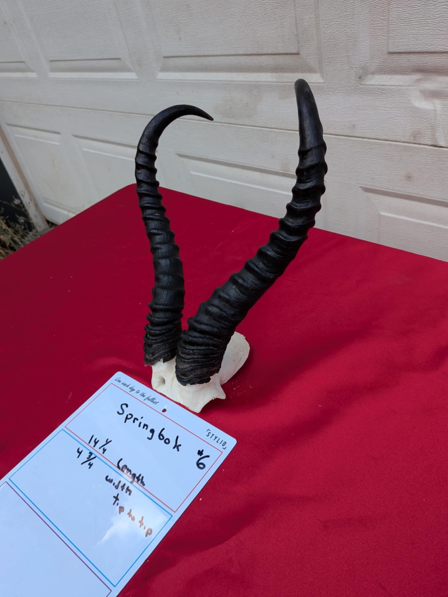 FHPATR66 - springbok real skull taxidermy mount