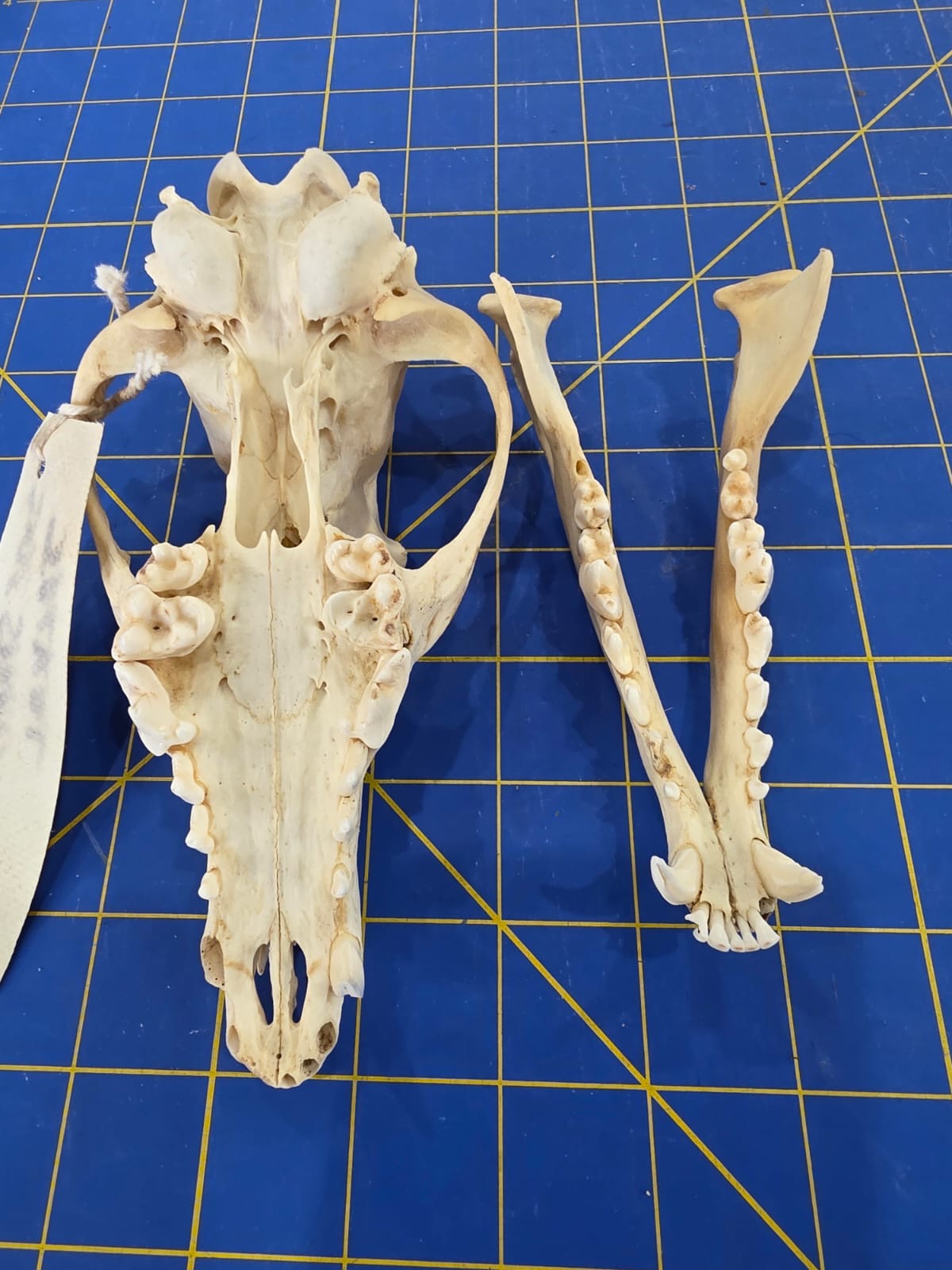 JVN1 - Side Striped Jackal skull