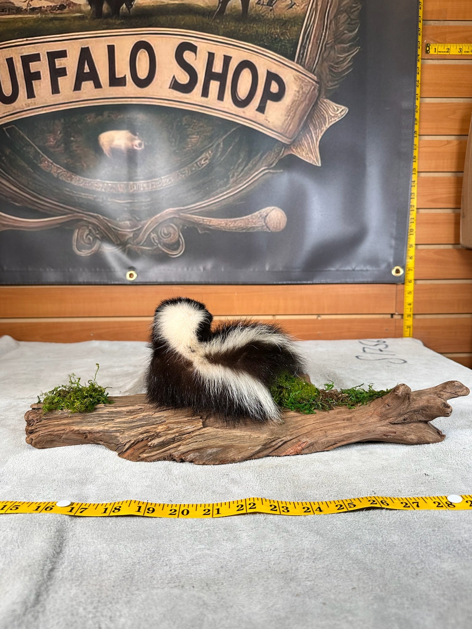 FHSKU33- baby skunk taxidermy mount