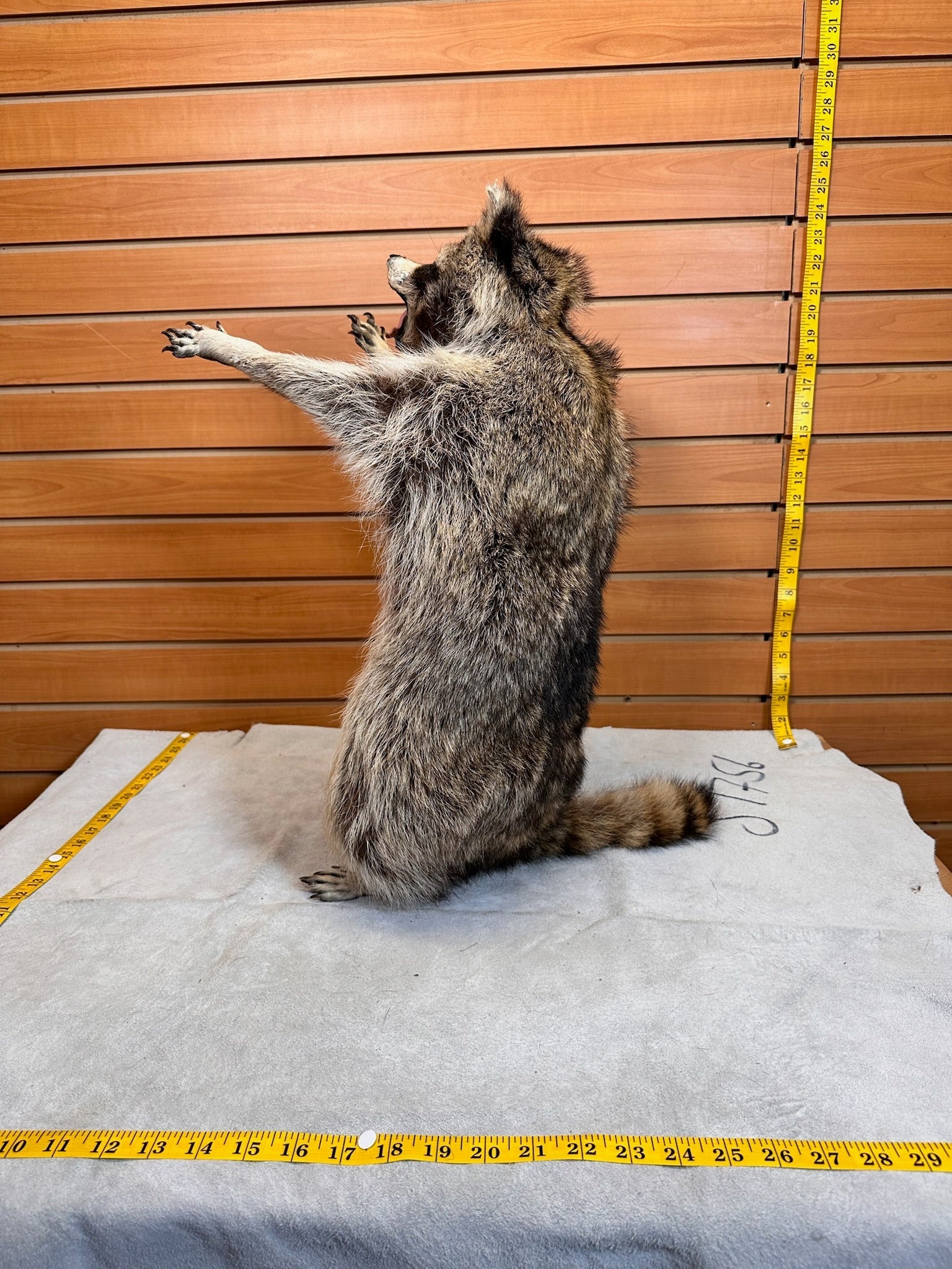FHCOON9- raccoon taxidermy mount
