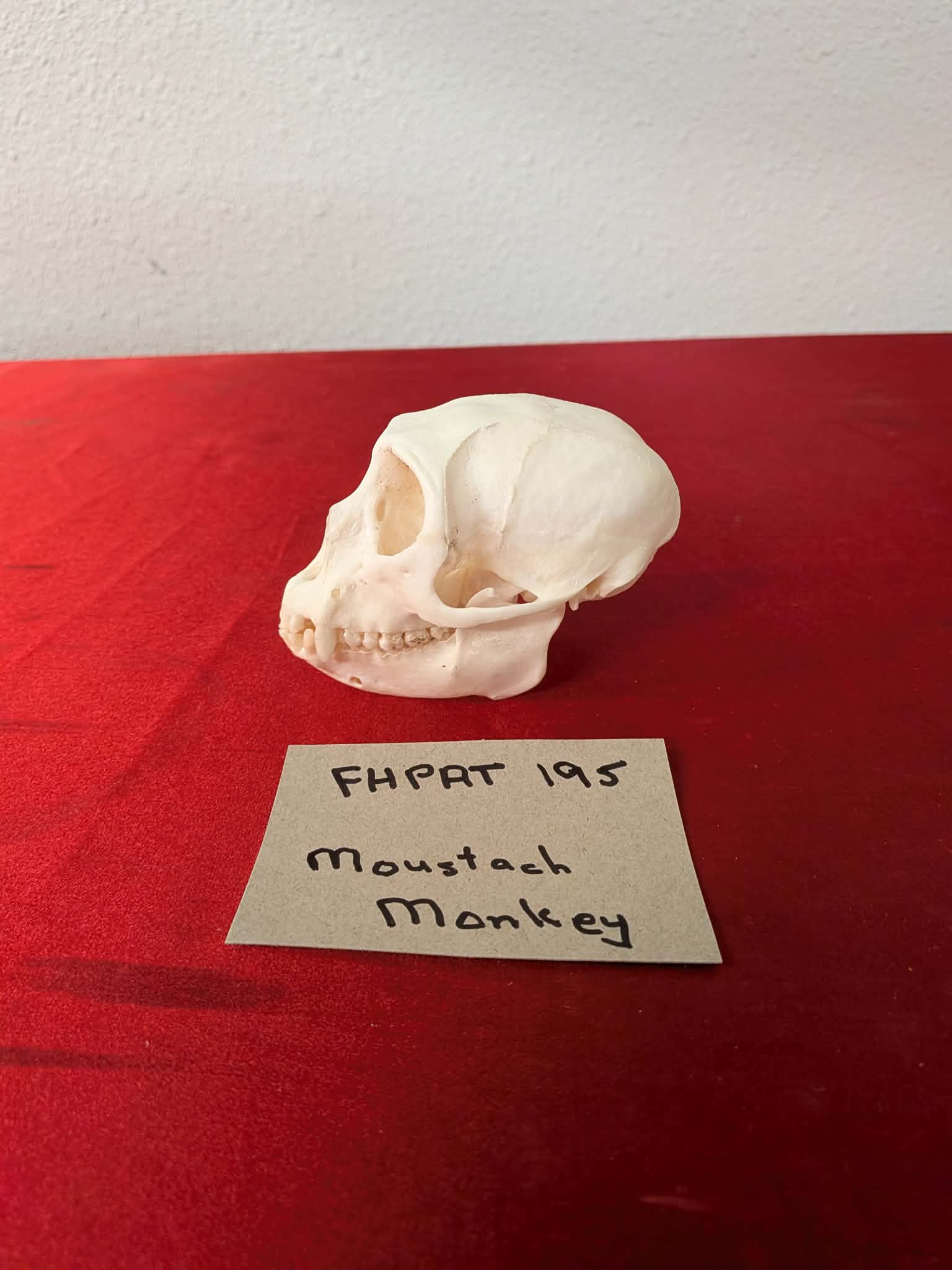 FHPAT195 - mustached real monkey skull