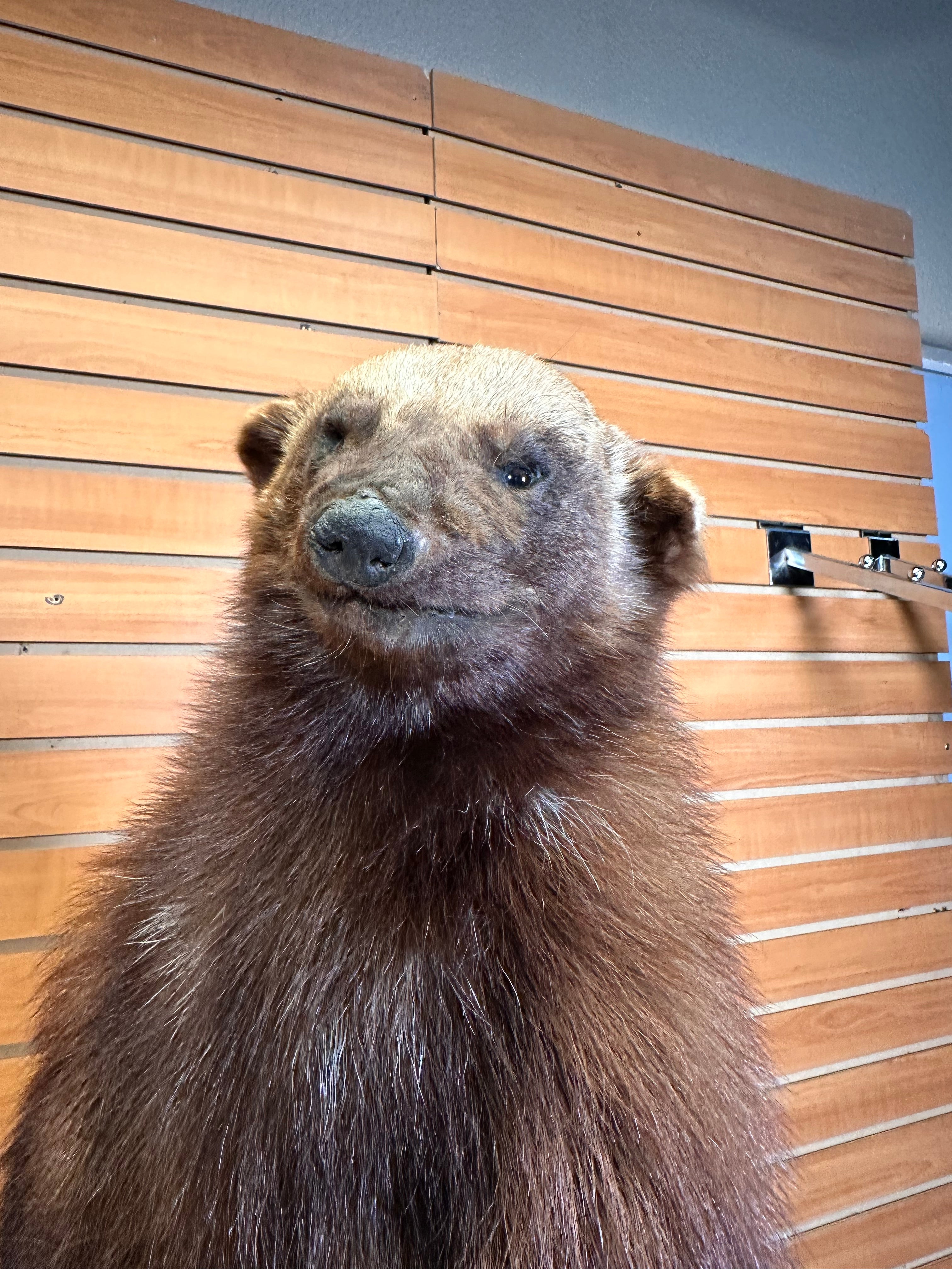 FHWOLV42-Beautiful Real Alaskan Wolverine Prime Fur Taxidermy Mount