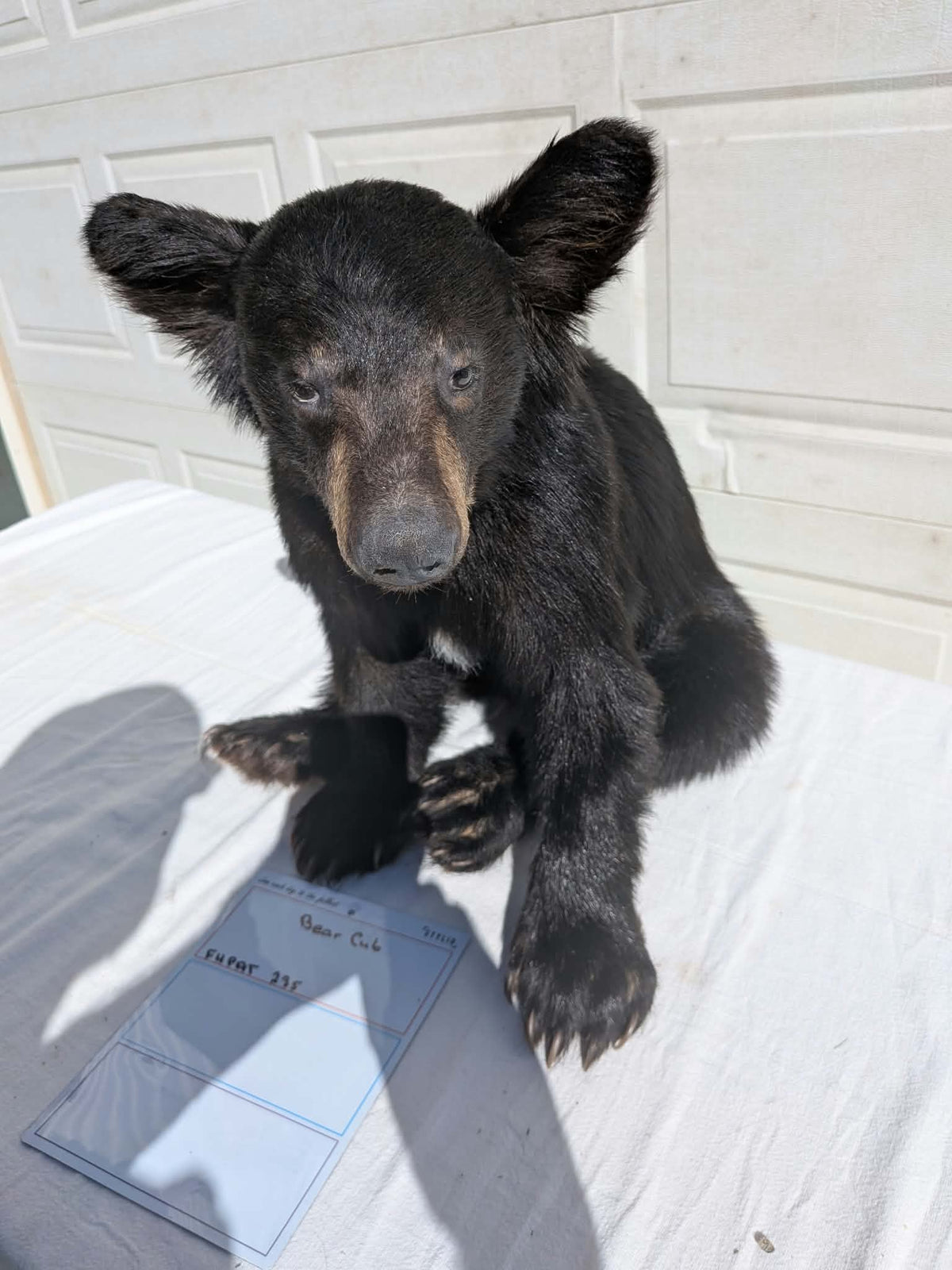 FHPAT235 -Baby Black Bear Cub Full Body taxidermy mount