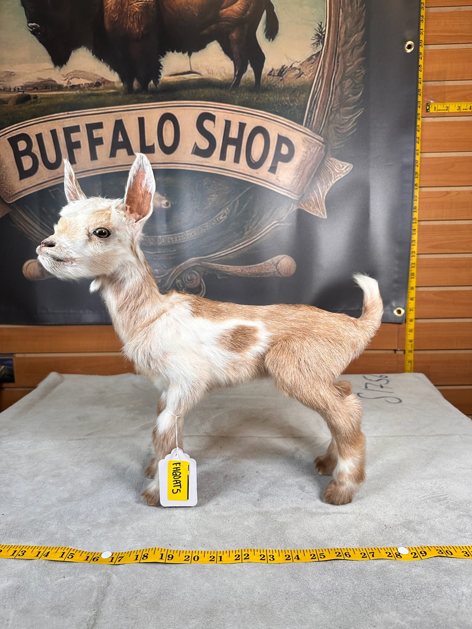 FHGOAT5- Baby goat tiny taxidermy mount free standing