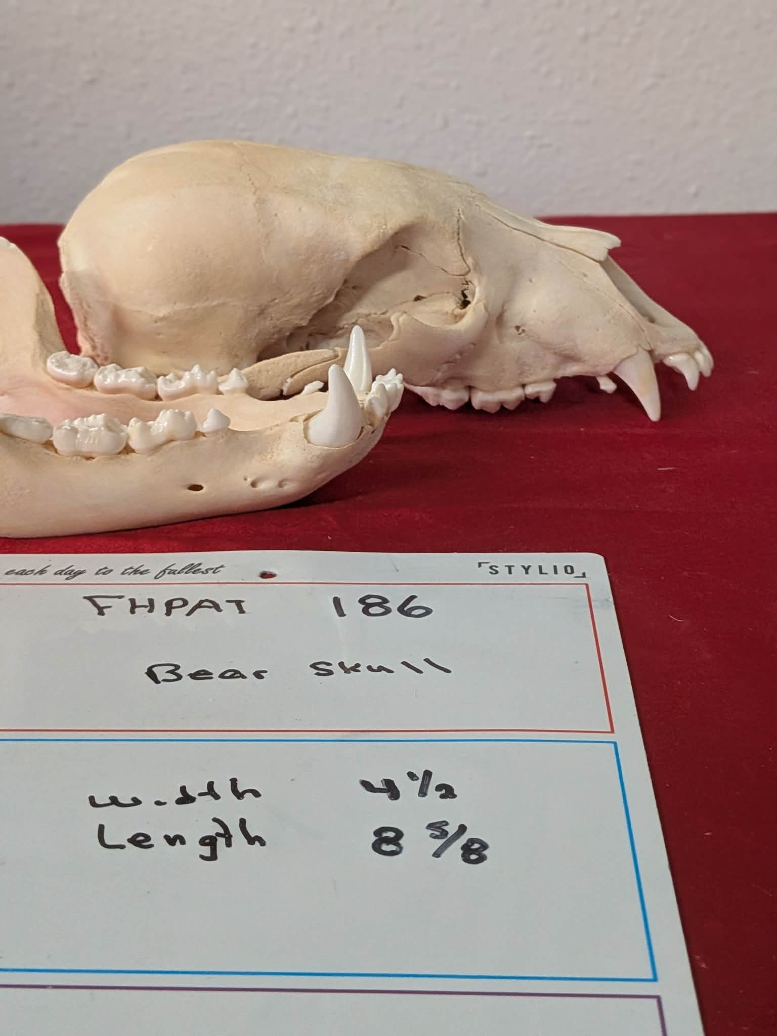 FHPAT186 -professionally cleaned black bear skull