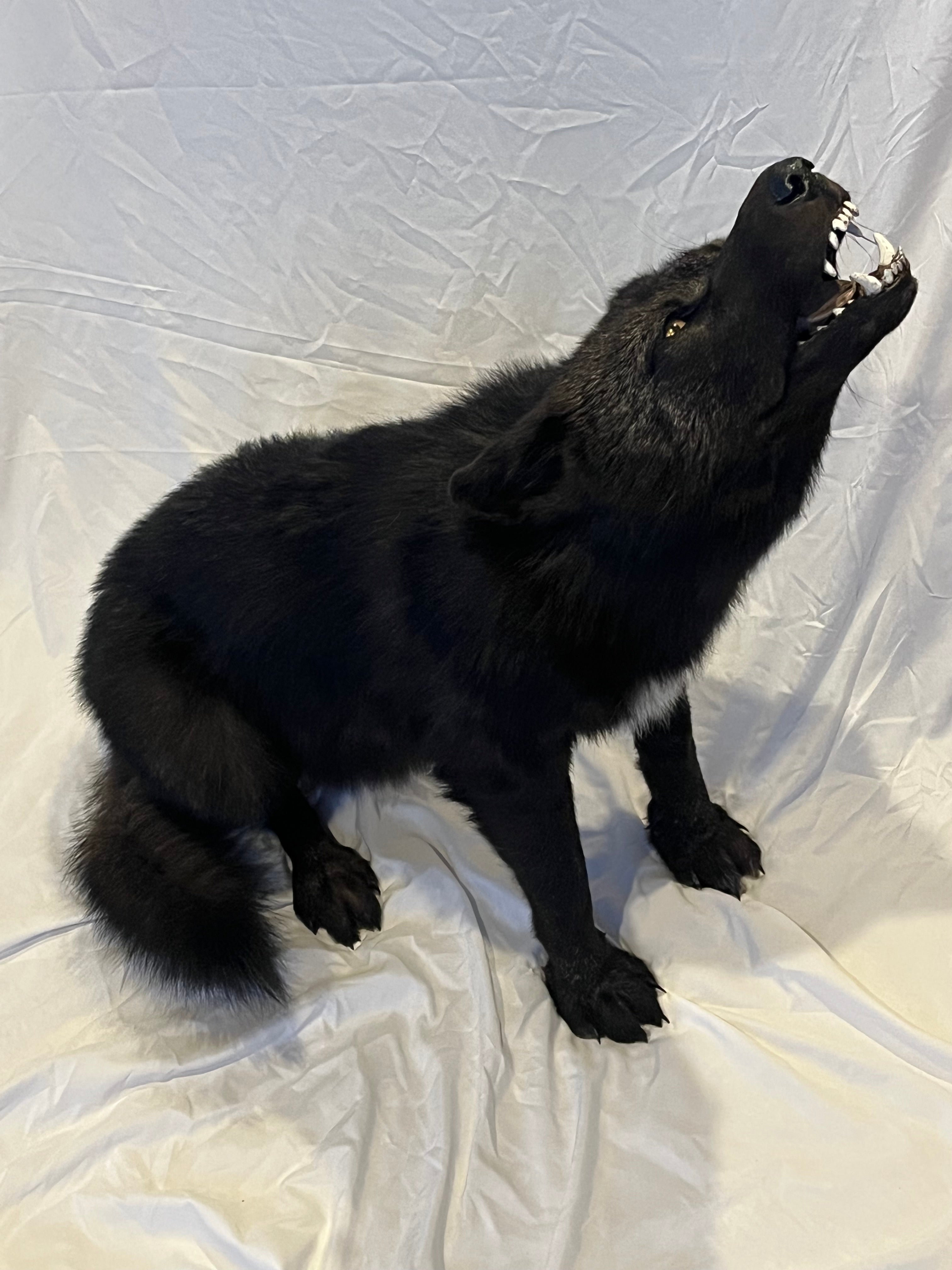 FHWL22- Rare Black Wolf Lifesize Taxidermy Mount