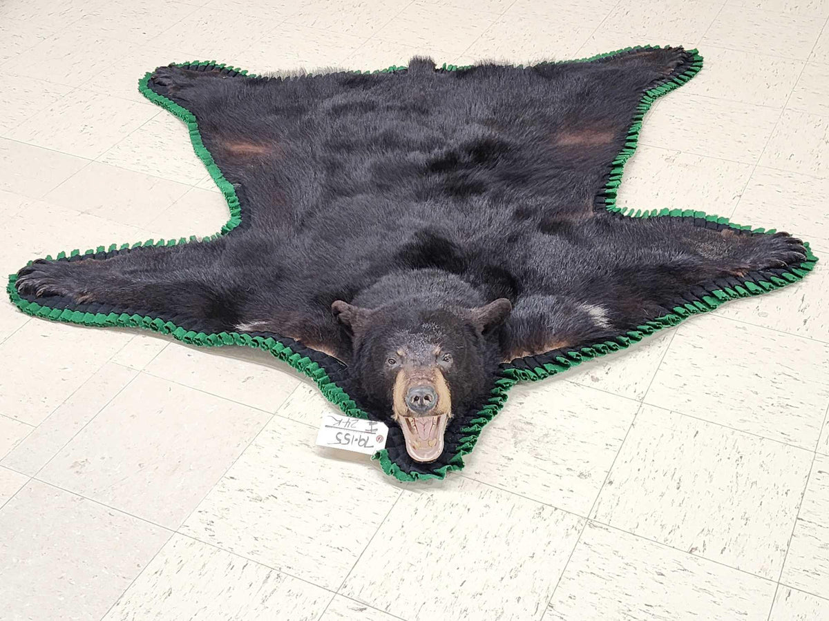 FH24k - Nice Black Bear Rug Taxidermy
