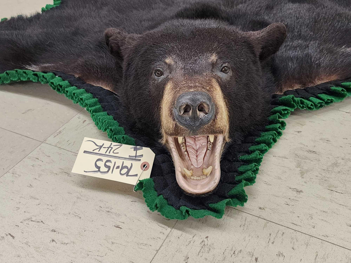 FH24k - Nice Black Bear Rug Taxidermy
