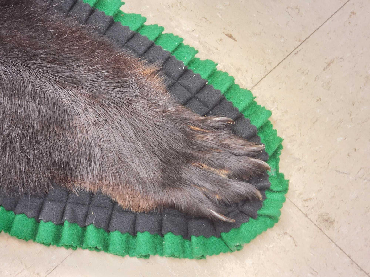 FH24k - Nice Black Bear Rug Taxidermy