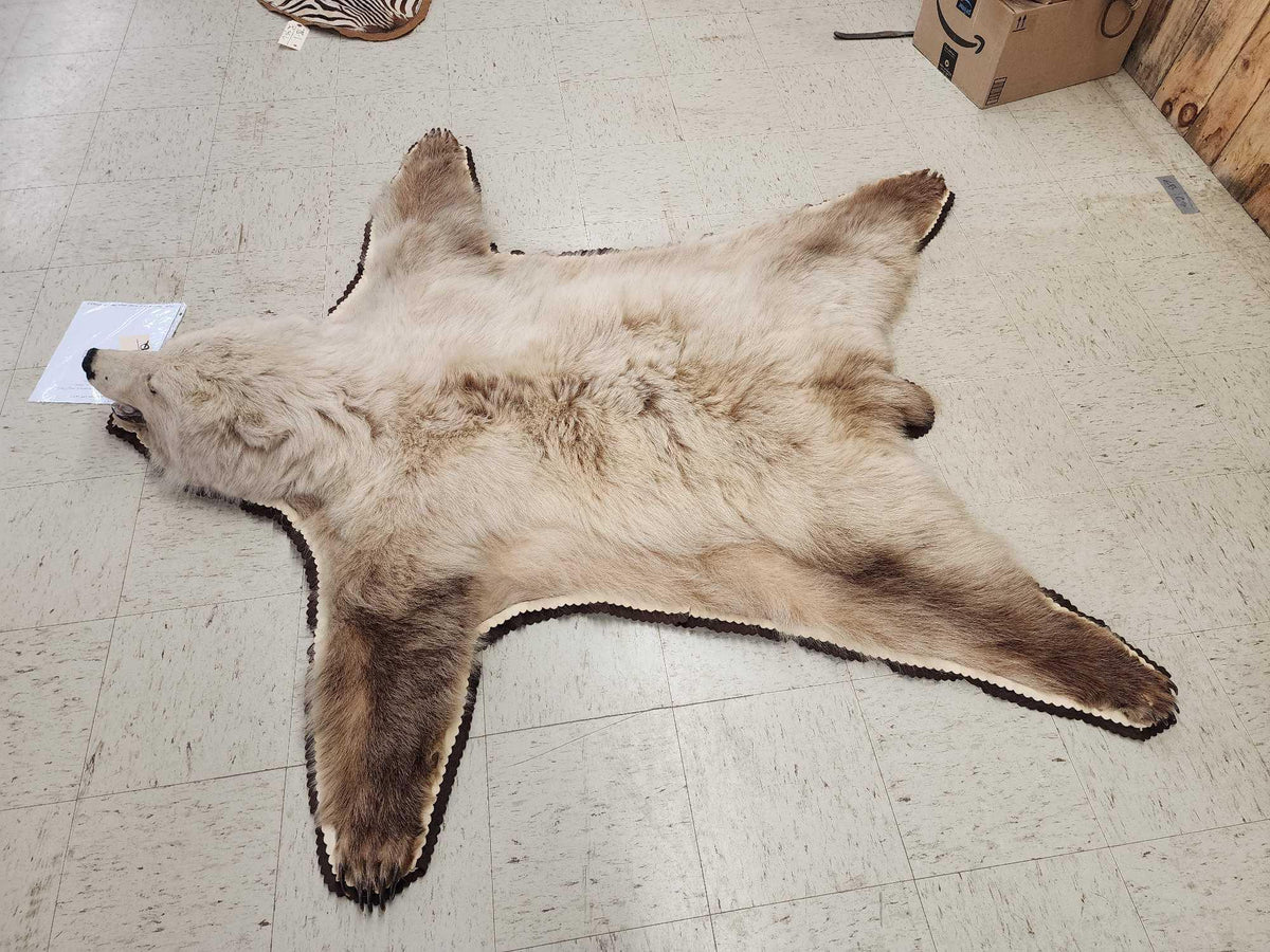 FH24q - Blonde Phase Alaskan Brown Bear Rug Taxidermy