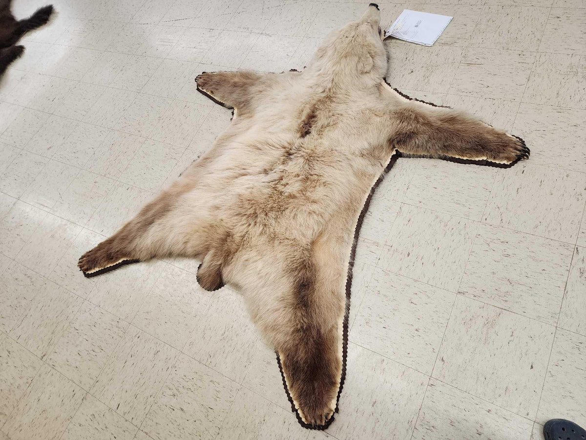 FH24q - Blonde Phase Alaskan Brown Bear Rug Taxidermy