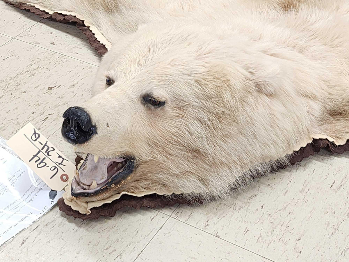 FH24q - Blonde Phase Alaskan Brown Bear Rug Taxidermy