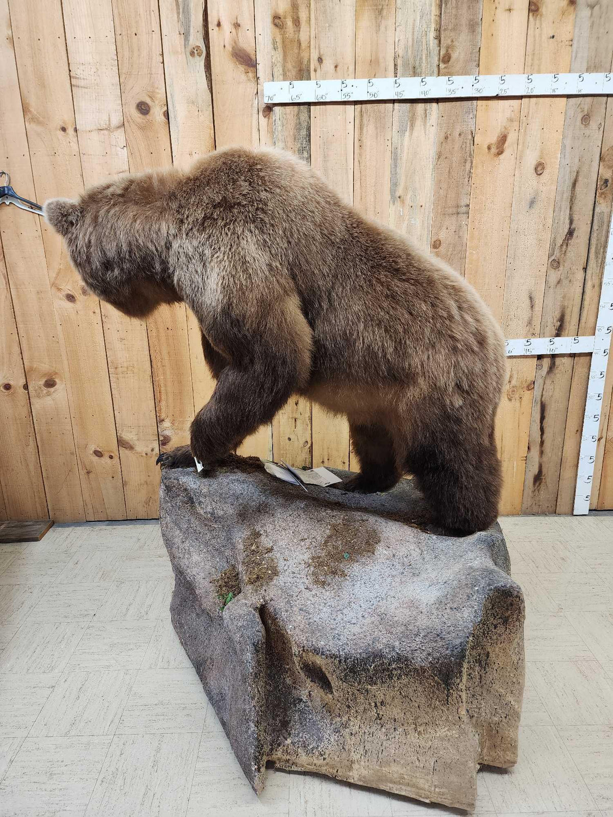 FH31t - Record Book Eurasian Brown Bear Full Body Taxidermy Mount