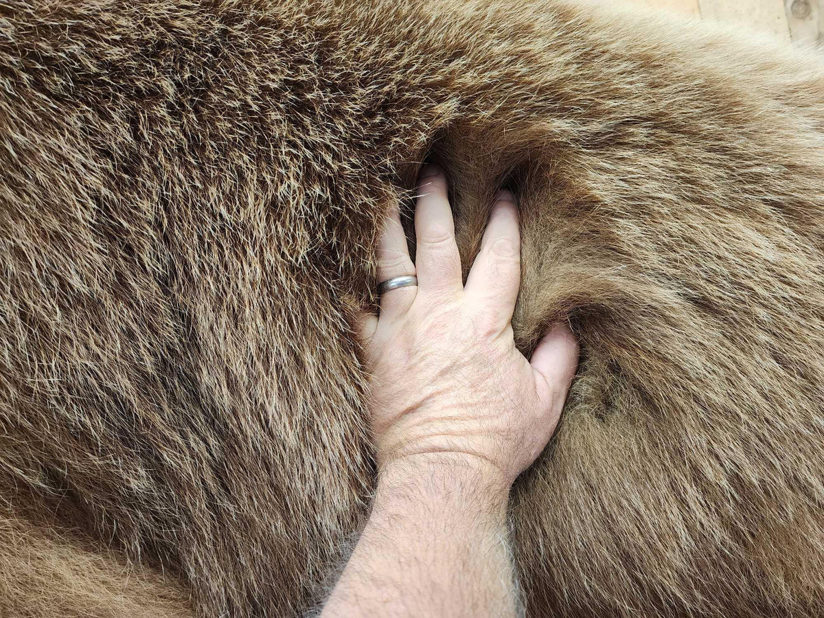 FH31t - Record Book Eurasian Brown Bear Full Body Taxidermy Mount