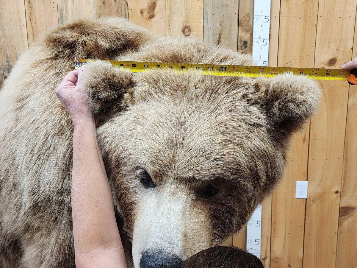 FH31t - Record Book Eurasian Brown Bear Full Body Taxidermy Mount