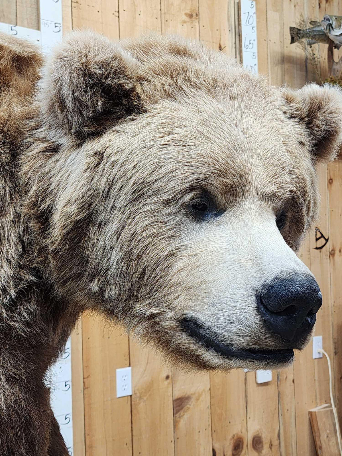 FH31t - Record Book Eurasian Brown Bear Full Body Taxidermy Mount