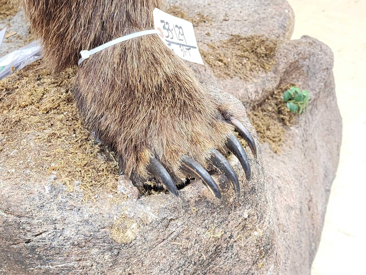 FH31t - Record Book Eurasian Brown Bear Full Body Taxidermy Mount