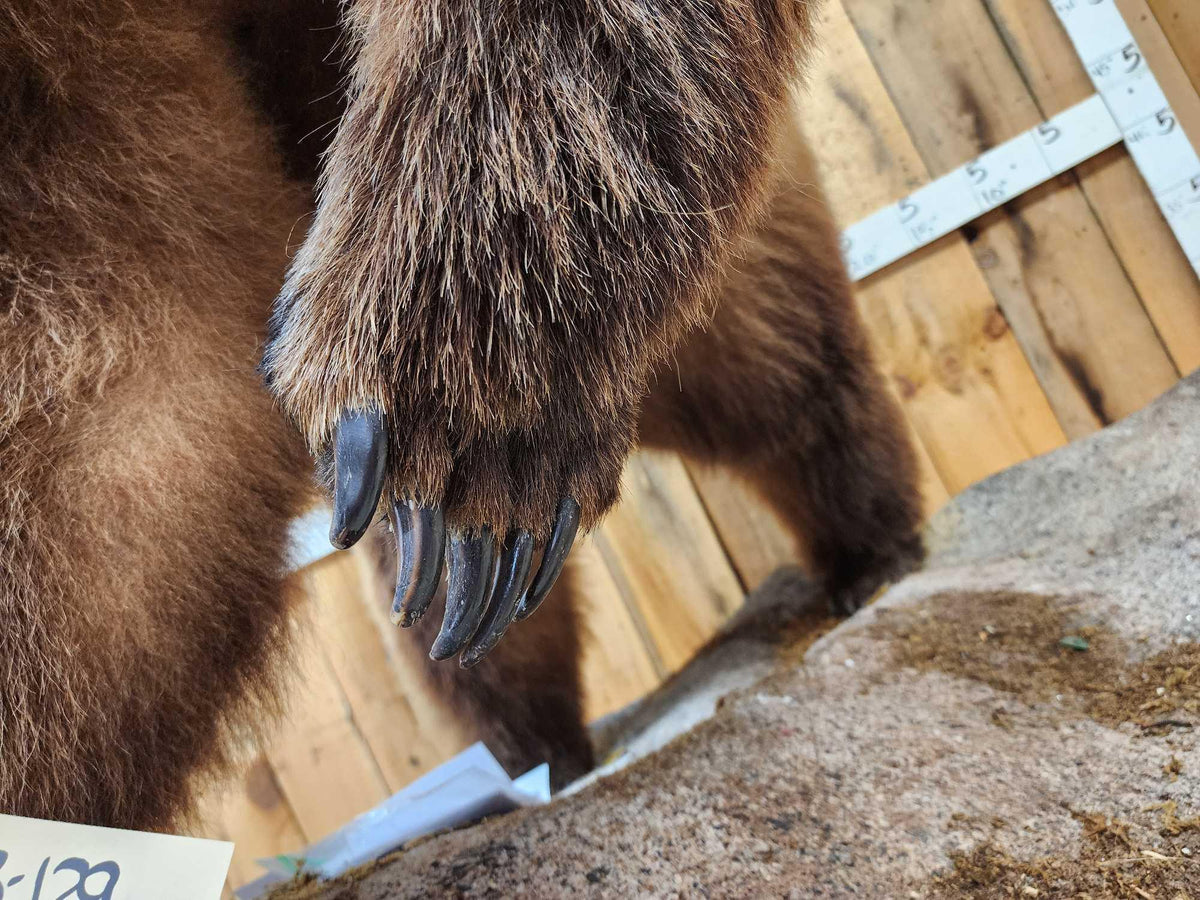 FH31t - Record Book Eurasian Brown Bear Full Body Taxidermy Mount